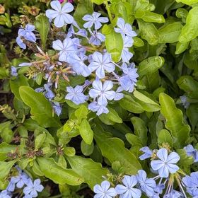Photo of the plant species Blue Plumbago by @CordialGollum2 named Osmo on Greg, the plant care app
