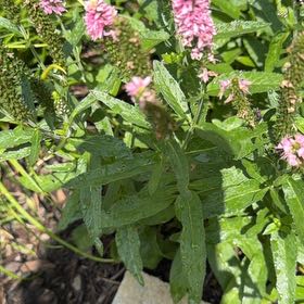 Photo of the plant species Garden Speedwell by @CordialGollum2 named LiloStitch on Greg, the plant care app