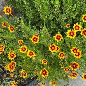 Photo of the plant species Wandflower by @CordialGollum2 named Curie on Greg, the plant care app