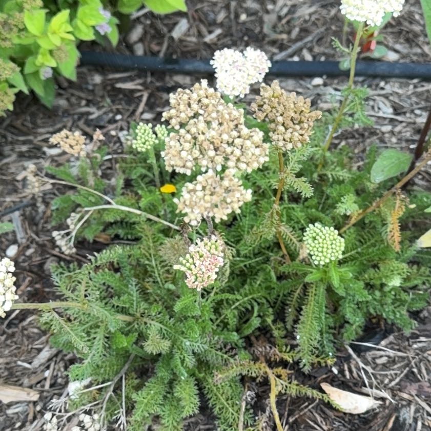 Photo of the plant species Boreal Yarrow by @CordialGollum2 named Athena on Greg, the plant care app