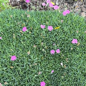 Photo of the plant species Chisme by @CordialGollum2 named Clooney on Greg, the plant care app