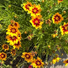 Photo of the plant species Lanceleaf Tickseed by @CordialGollum2 named Planty on Greg, the plant care app