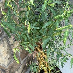 Photo of the plant species Corkscrew Willow by @CordialGollum2 named Nemo on Greg, the plant care app