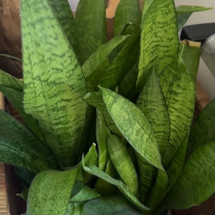 Photo of the plant species African Spotted Orchid by @GrownAjídulce96 named Cleopatra on Greg, the plant care app