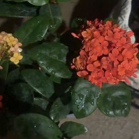 Photo of the plant species Chinese Ixora by @HandyBeebalm66 named Curie on Greg, the plant care app