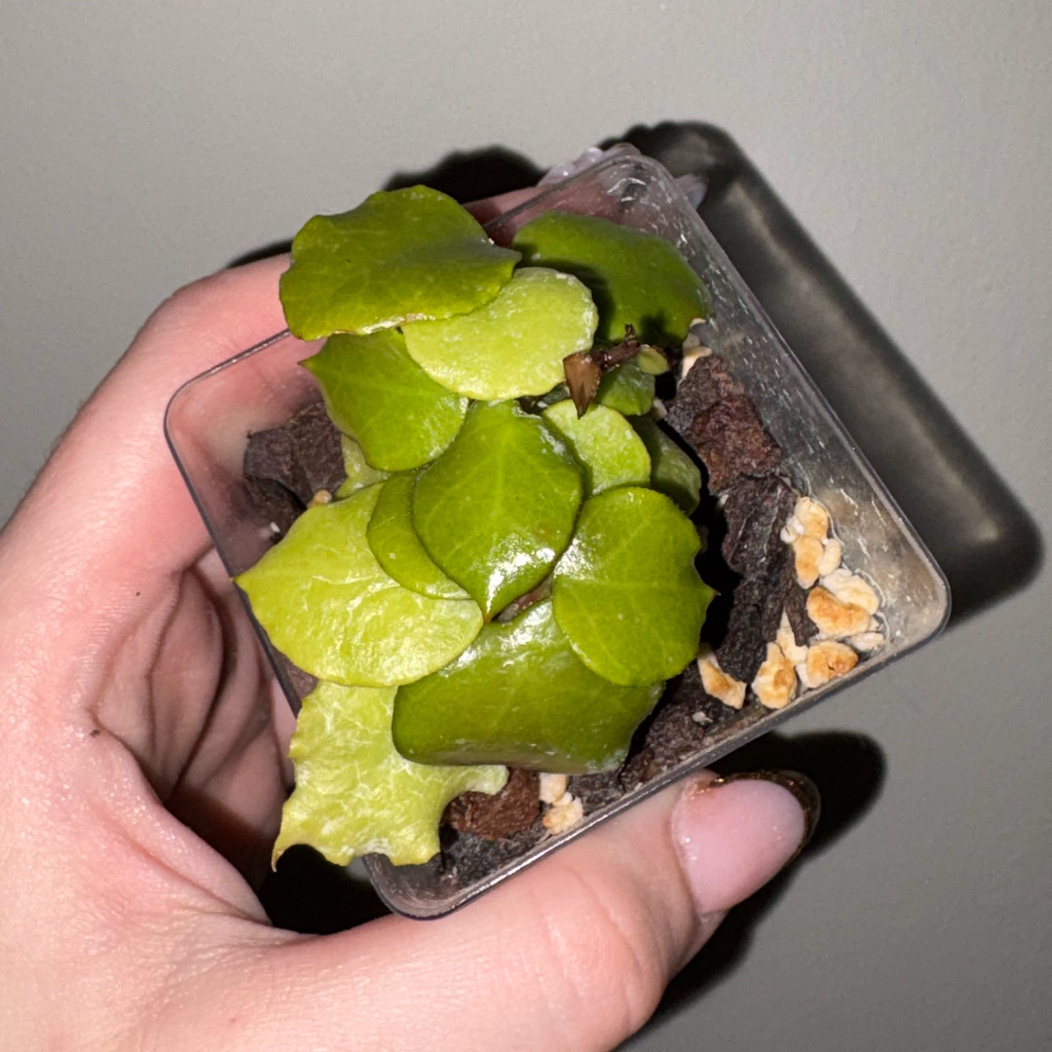 Photo of the plant species Hoya endauensis by @TrySalad42 named Hoya Endauensis on Greg, the plant care app