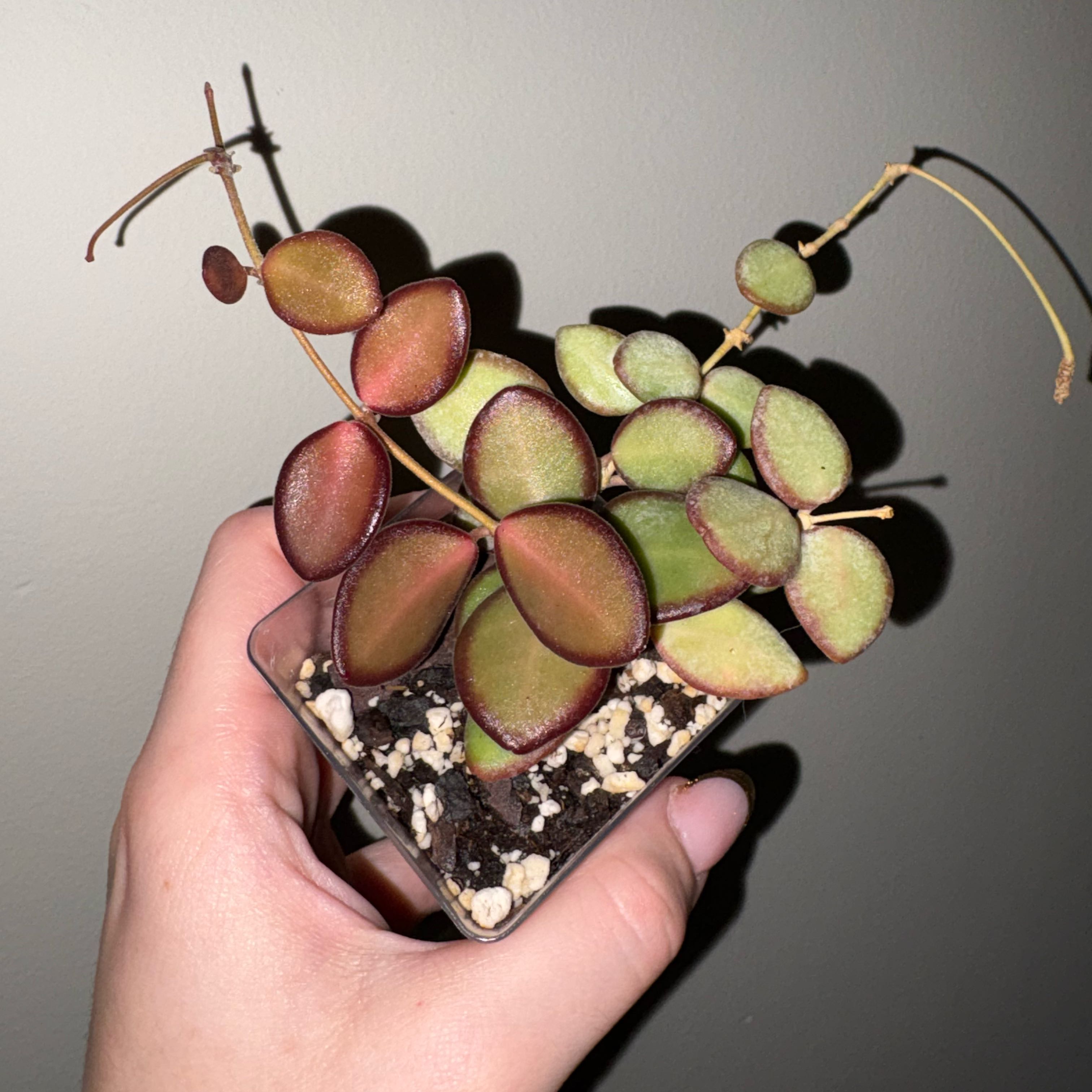 Photo of the plant species Hoya 'Burtoniae' by @TrySalad42 named Hoya Burtoniae on Greg, the plant care app