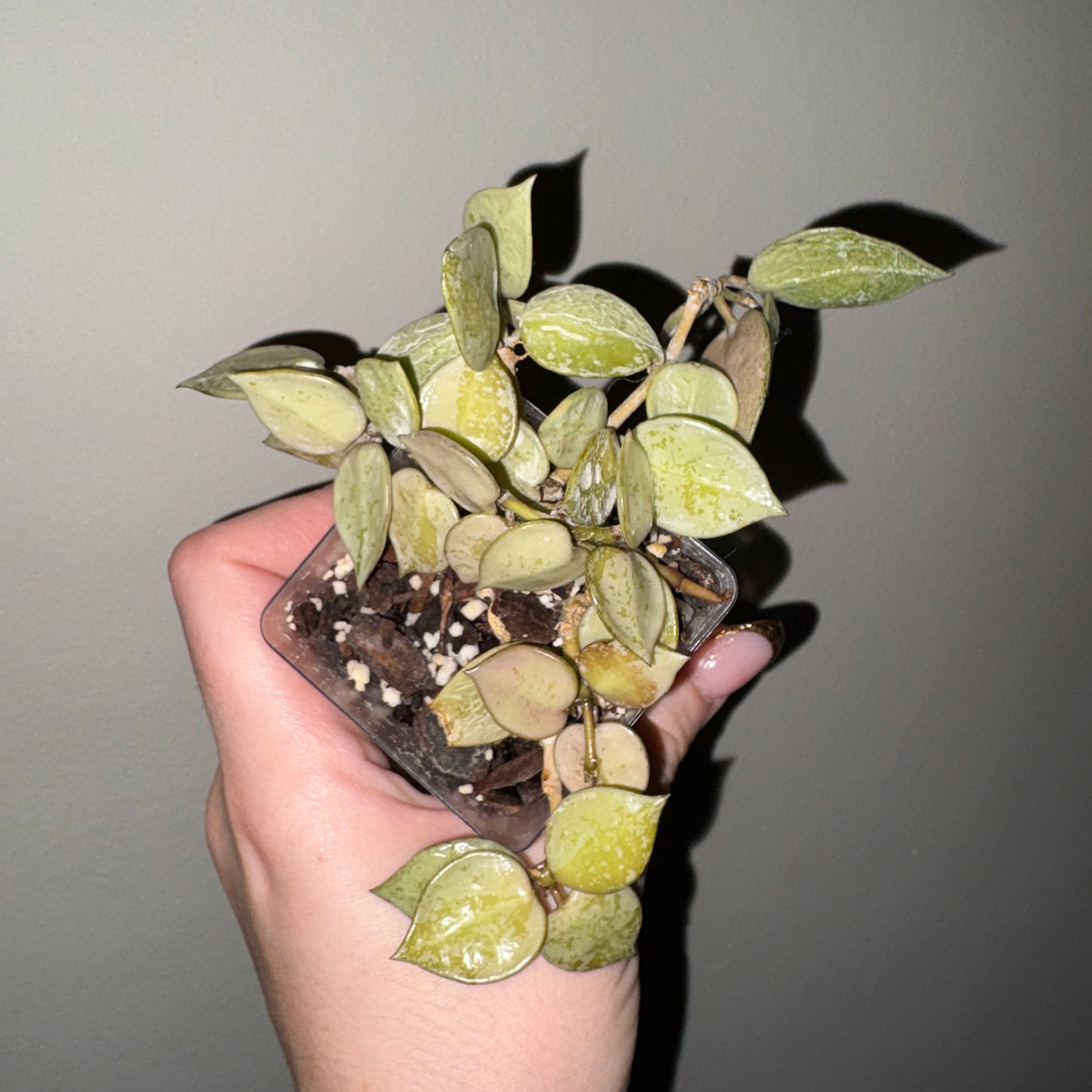 Photo of the plant species Hoya khroniana Silver Splash by @TrySalad42 named Hoya Krohniana Silver Splash on Greg, the plant care app
