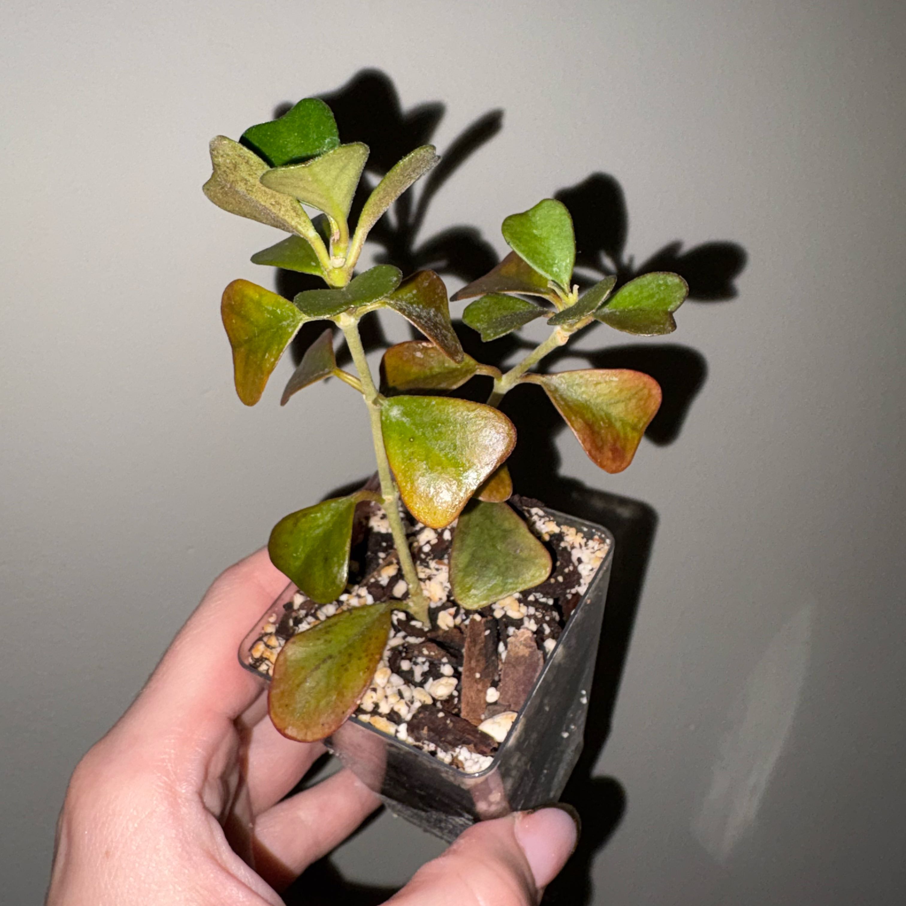 Photo of the plant species Hoya Manipurensis by @TrySalad42 named Hoya Manipurensis on Greg, the plant care app