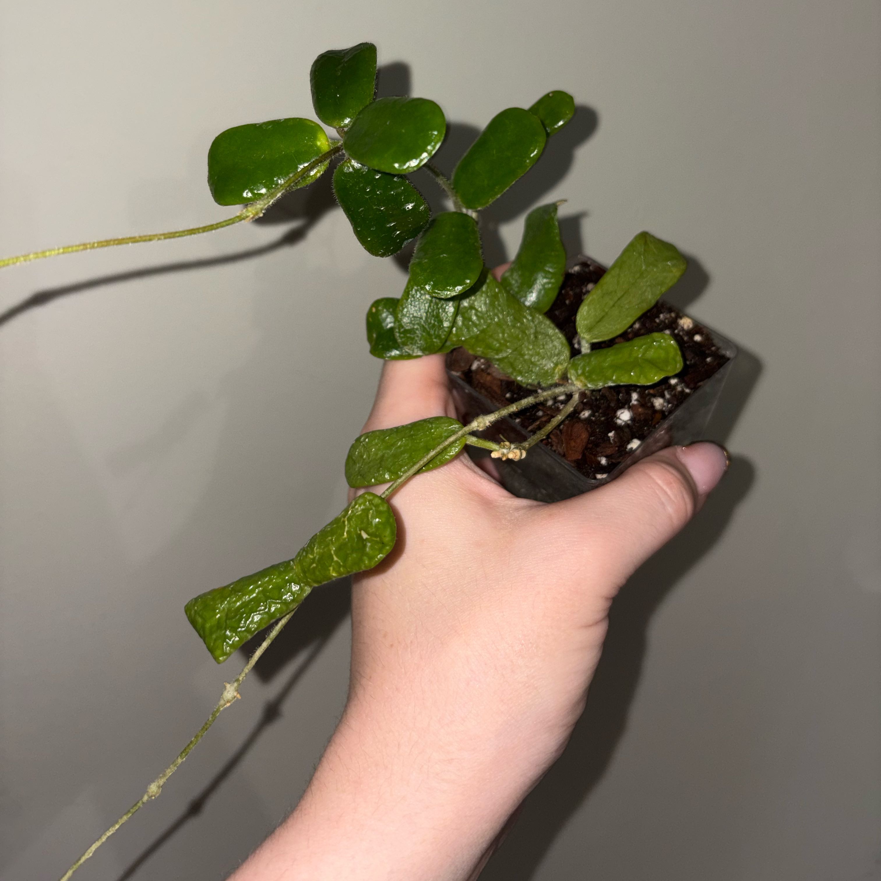 Photo of the plant species Hoya rotundiflora by @TrySalad42 named Hoya Rotundiflora on Greg, the plant care app