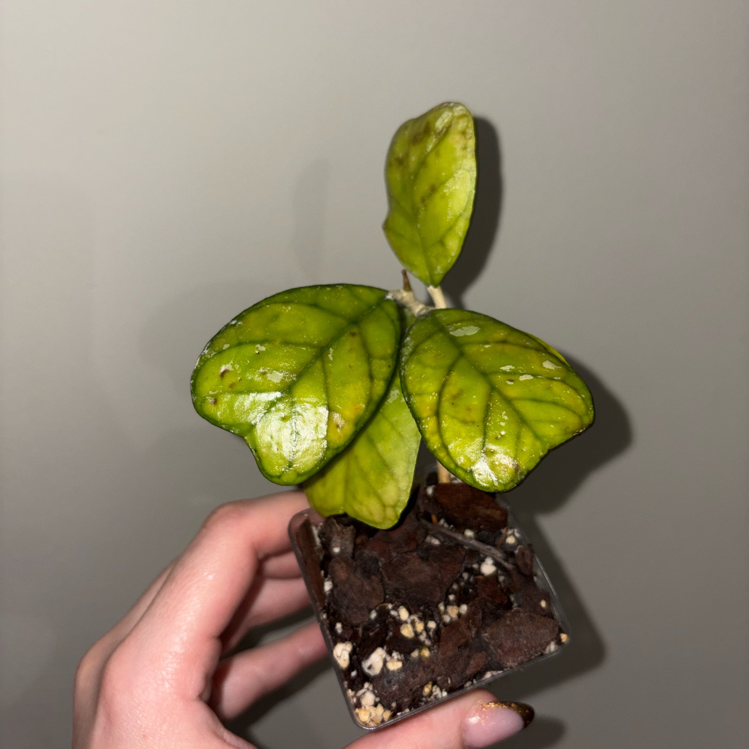 Photo of the plant species Hoya Deykeae by @TrySalad42 named Hoya Deykeae on Greg, the plant care app
