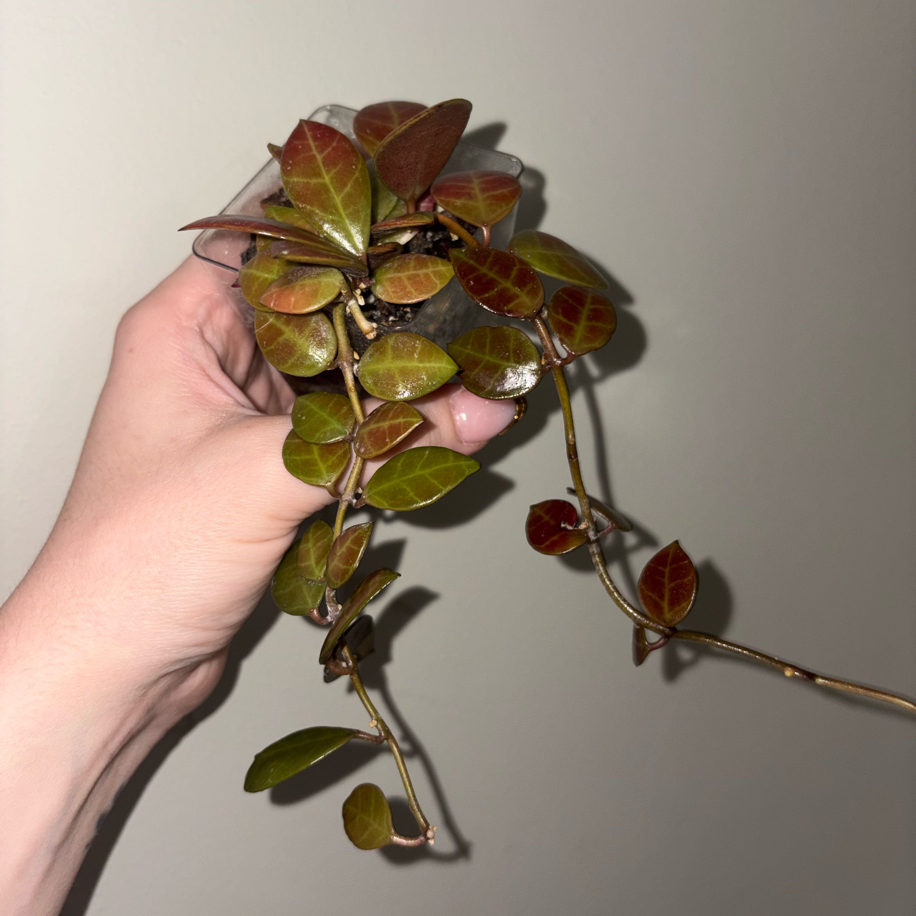 Photo of the plant species Hoya sipitangensis by @TrySalad42 named Hoya Sipitangensis on Greg, the plant care app