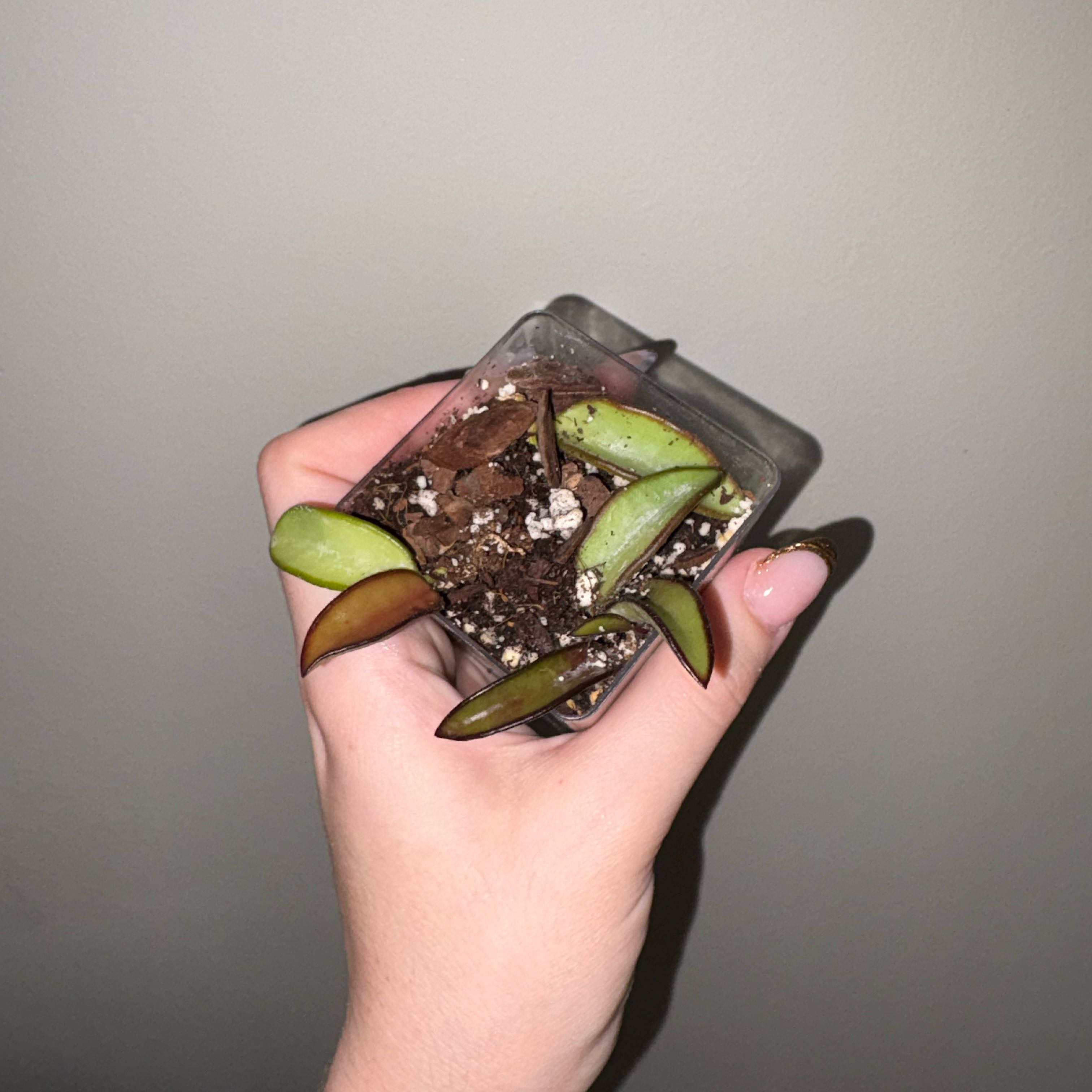 Photo of the plant species Wayetii by @TrySalad42 named Baby Hoya Wayetii on Greg, the plant care app