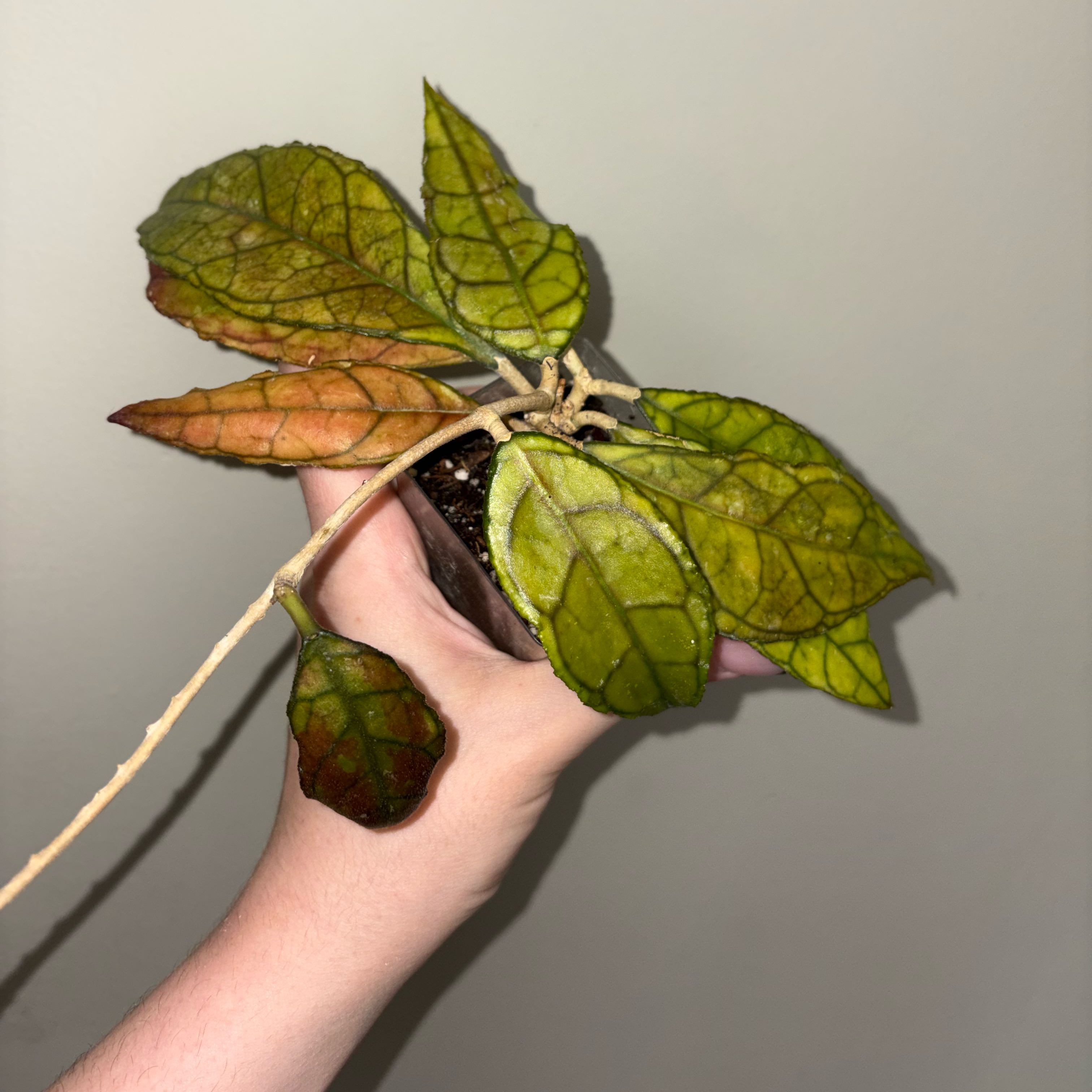 Photo of the plant species Hoya Finlaysonii by @TrySalad42 named Hoya Finlaysonii on Greg, the plant care app