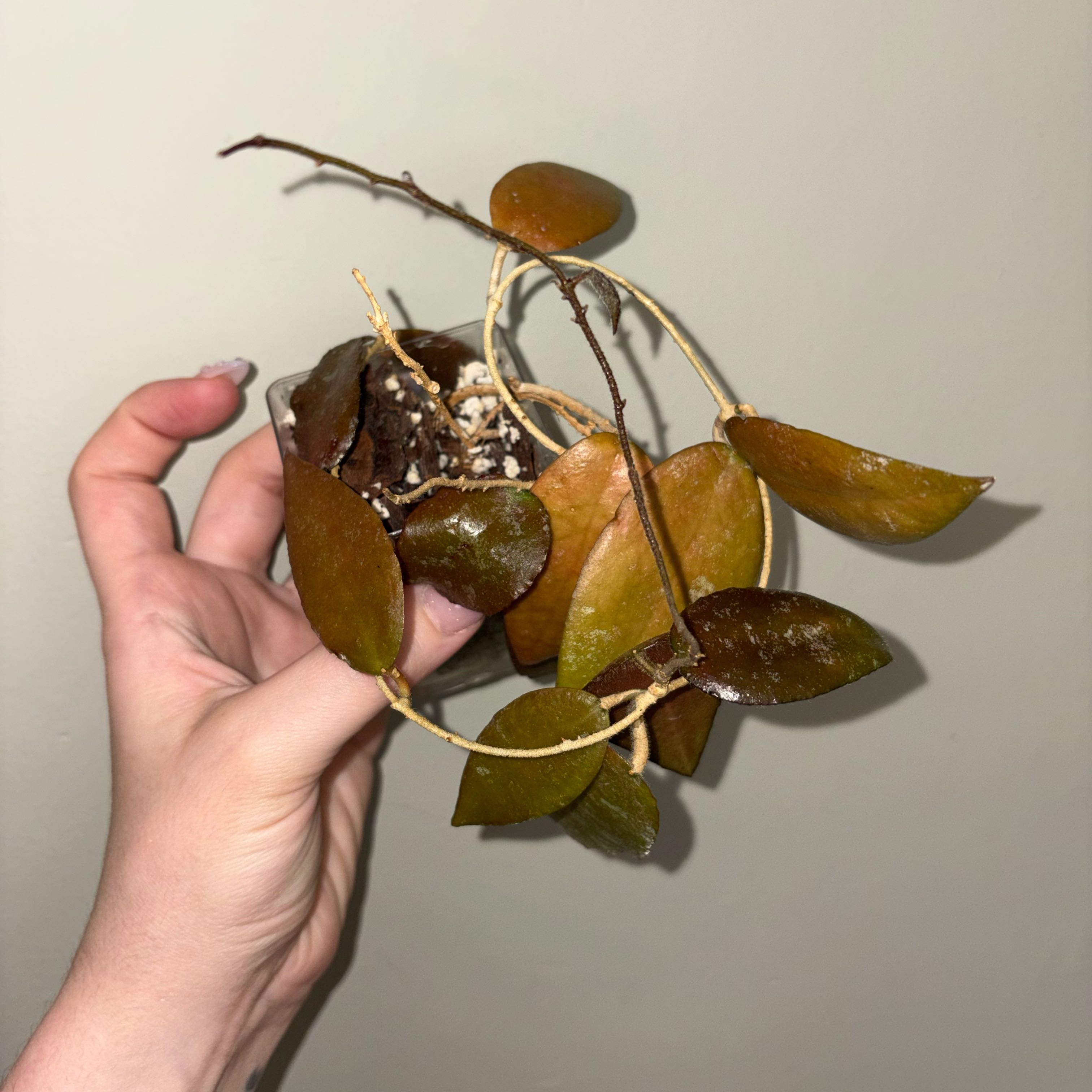 Photo of the plant species Hoya caudata Sumatra by @TrySalad42 named Hoya Caudata Sumatra on Greg, the plant care app