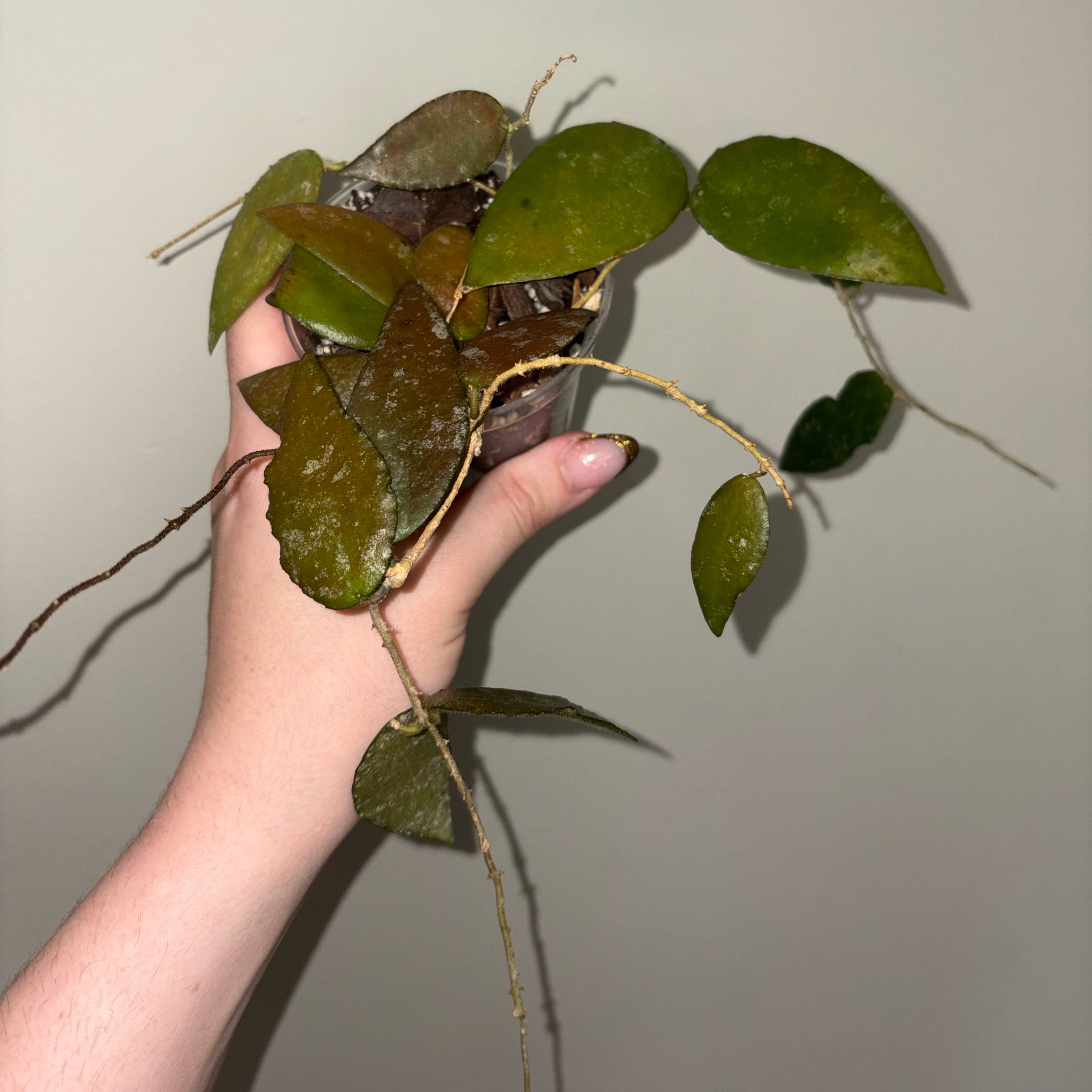 Photo of the plant species Hoya caudata Sumatra by @TrySalad42 named Baby Hoya Caudata Sumatra on Greg, the plant care app
