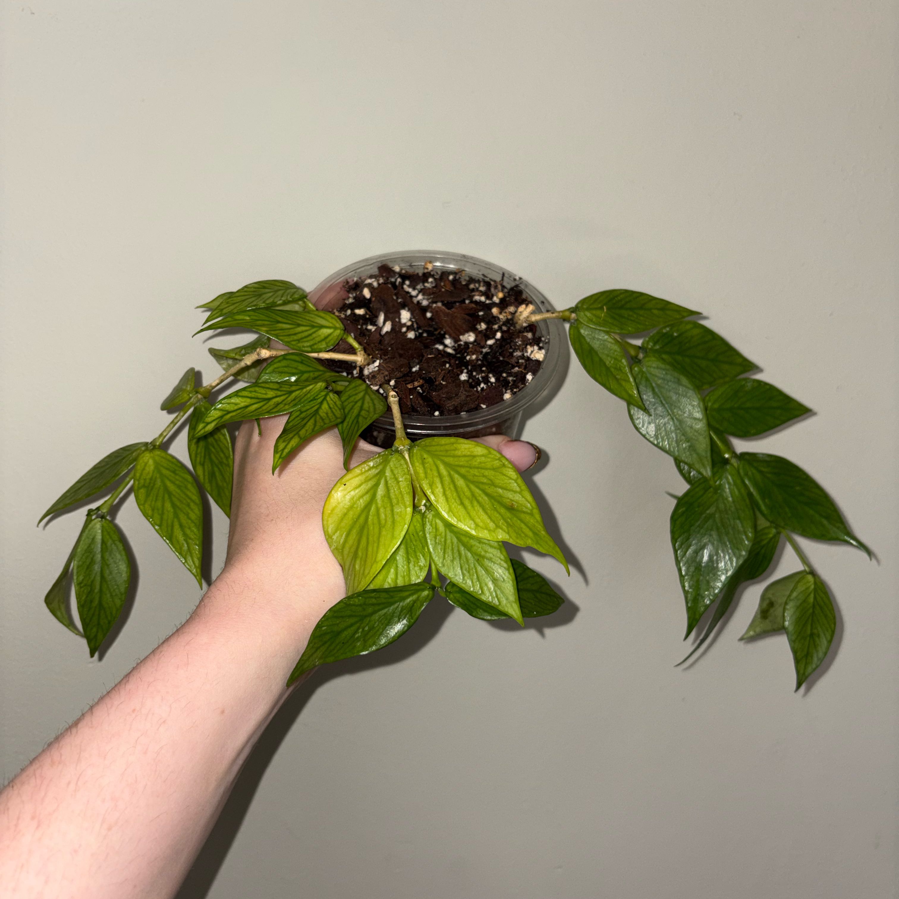 Photo of the plant species Fishtail Hoya by @TrySalad42 named Hoya Polyneura on Greg, the plant care app