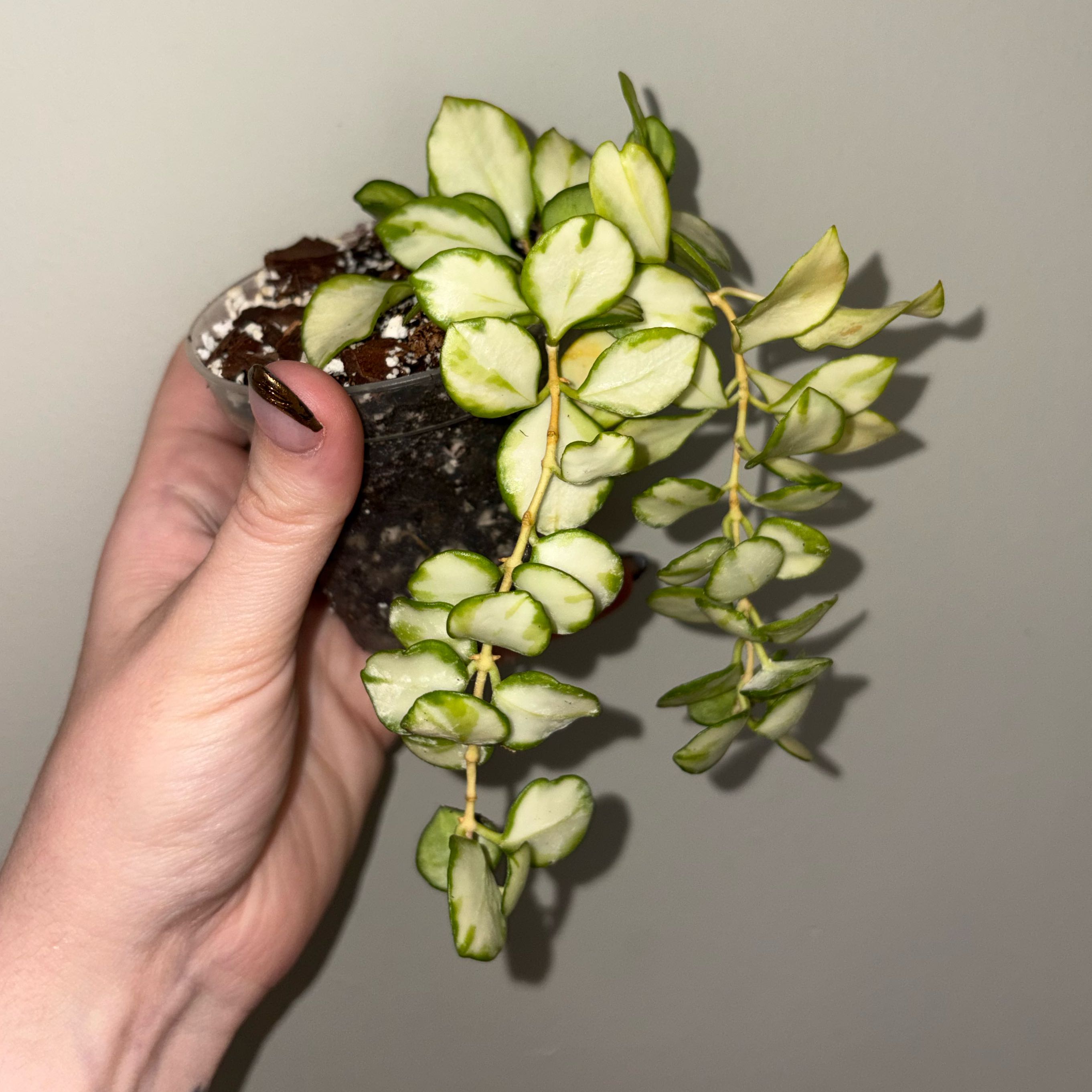 Photo of the plant species Hoya heuschkeliana variegata by @TrySalad42 named Hoya Heuschkeliana on Greg, the plant care app