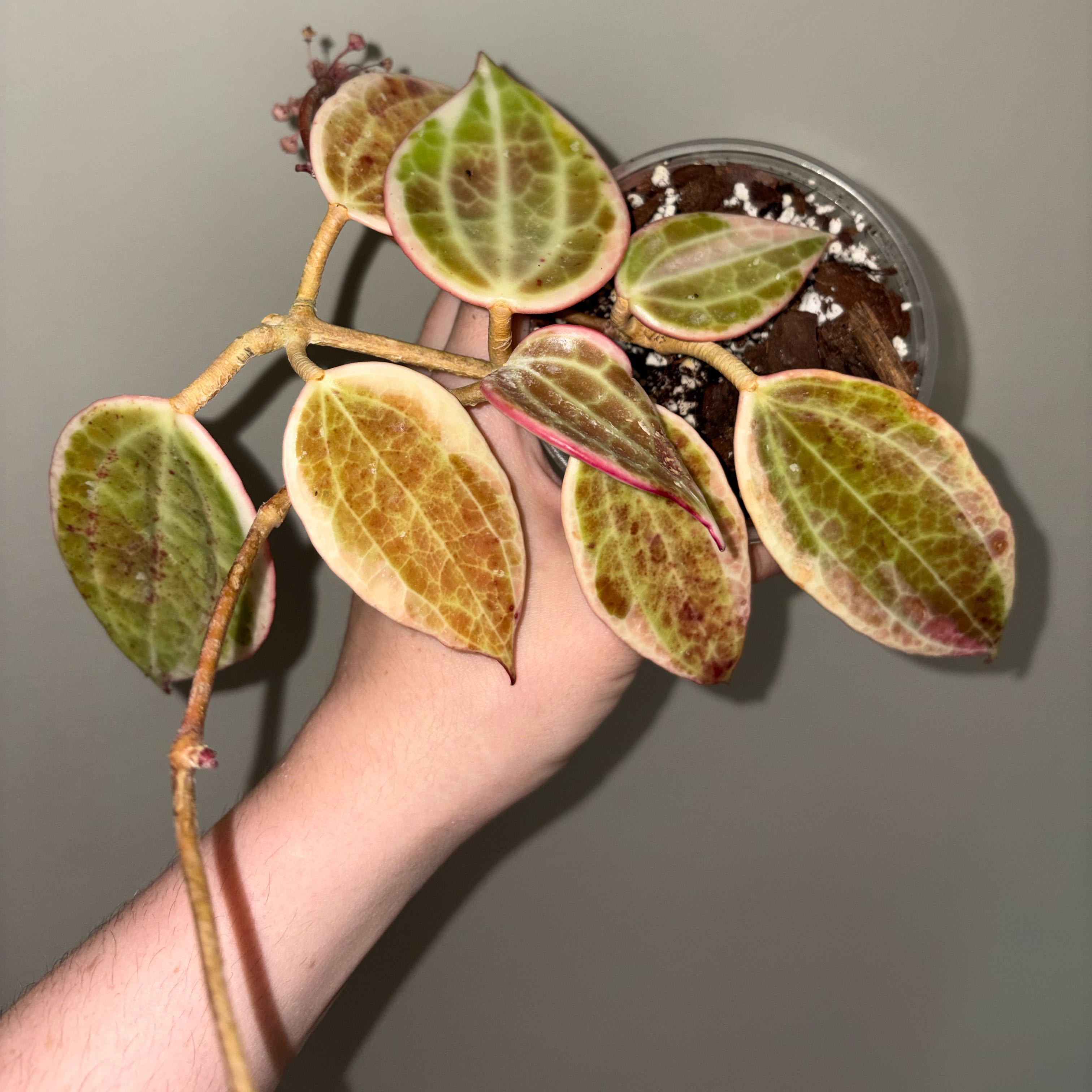 Photo of the plant species Hoya macrophylla 'Albomarginata' by @TrySalad42 named Hoya Macrophylla “Albo” on Greg, the plant care app