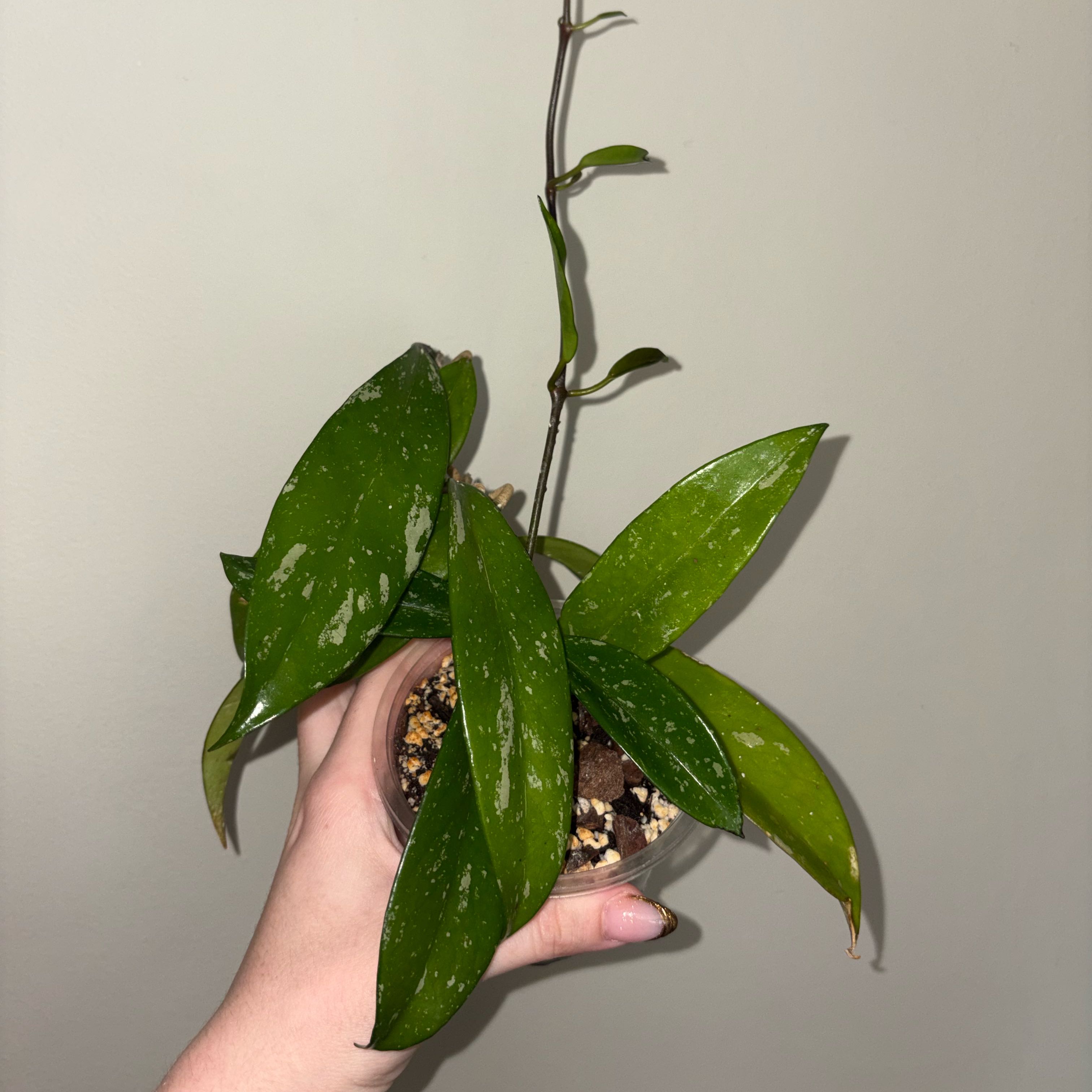 Photo of the plant species Hoya publicalyx 'Royal Hawaiian Purple' by @TrySalad42 named Baby Royal Hawaiian Purple Hoya on Greg, the plant care app