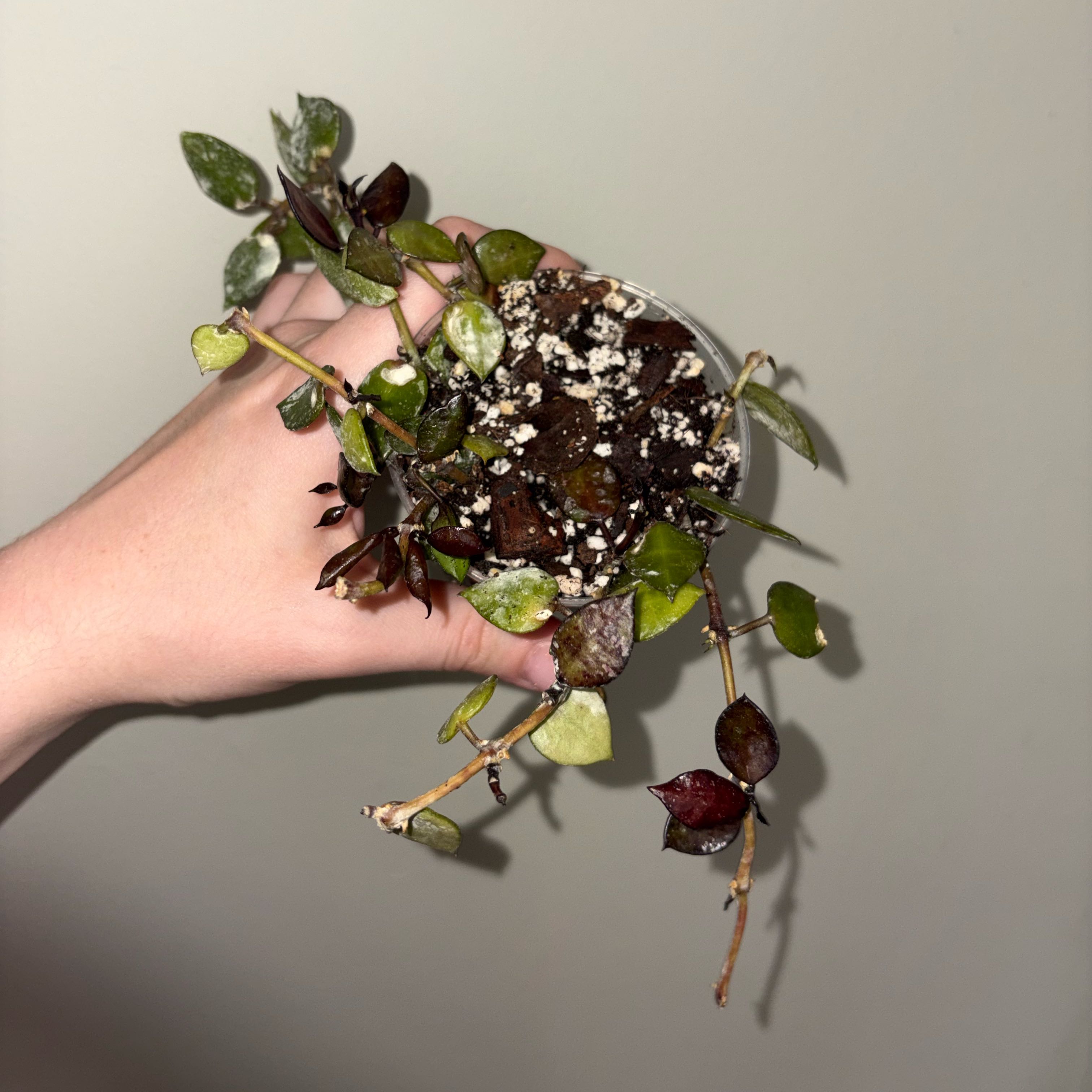 Photo of the plant species Hoya krohniana black by @TrySalad42 named Gomez on Greg, the plant care app