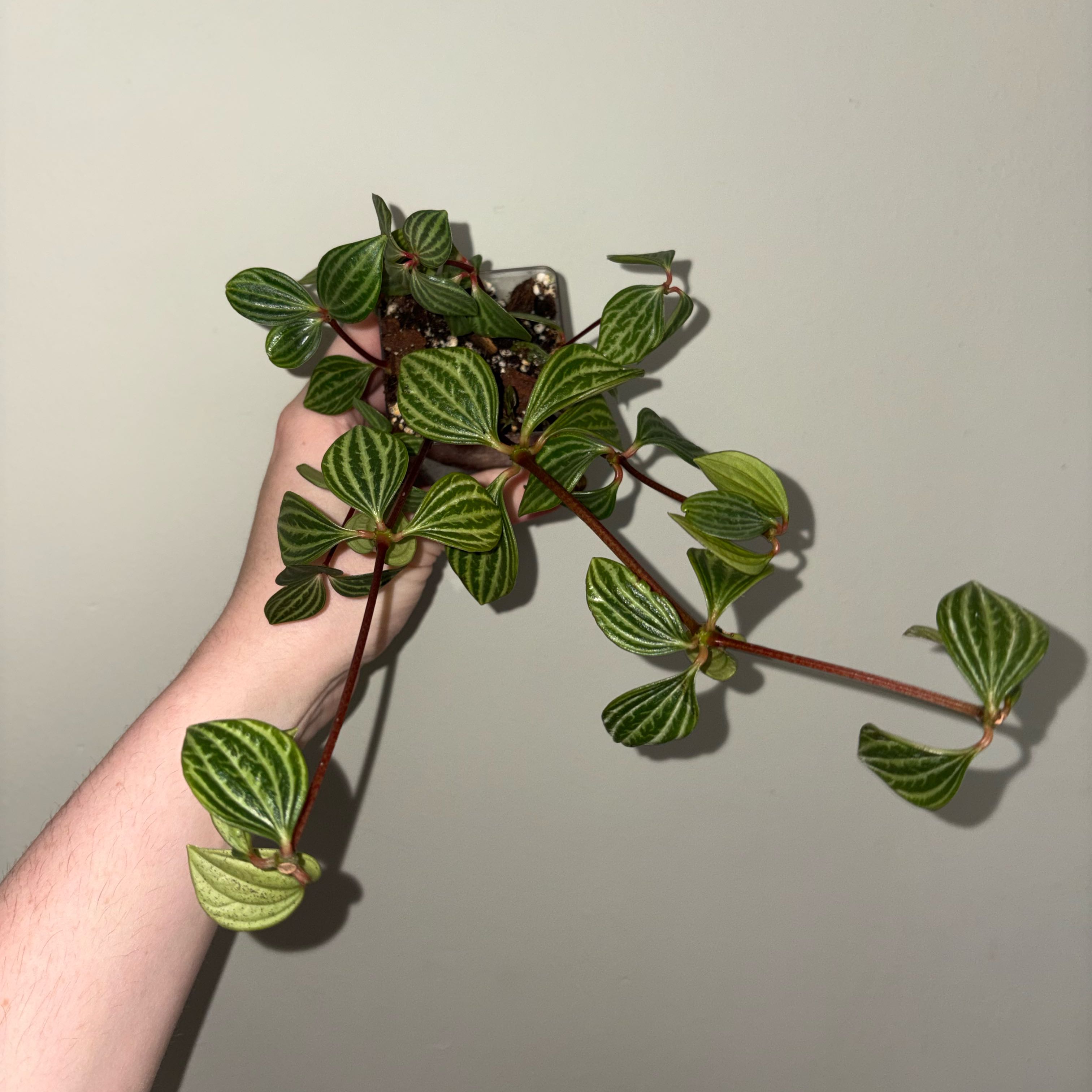 Photo of the plant species Stilt Peperomia by @TrySalad42 named Peperomia Stilt on Greg, the plant care app