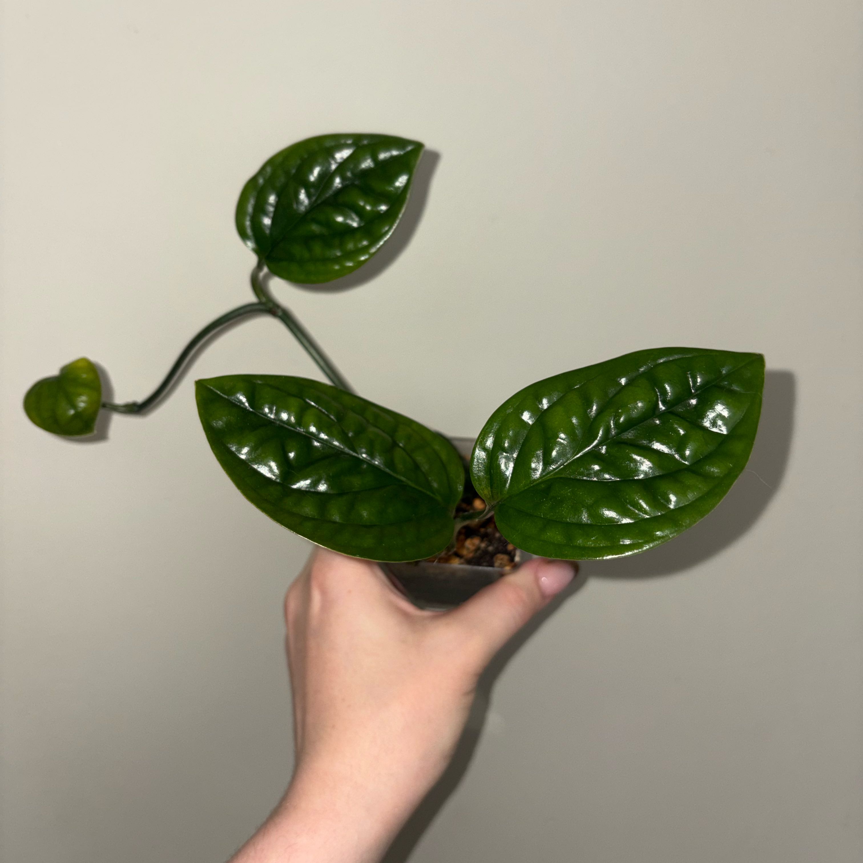 Photo of the plant species Monstera Peru by @TrySalad42 named Monstera Peru on Greg, the plant care app