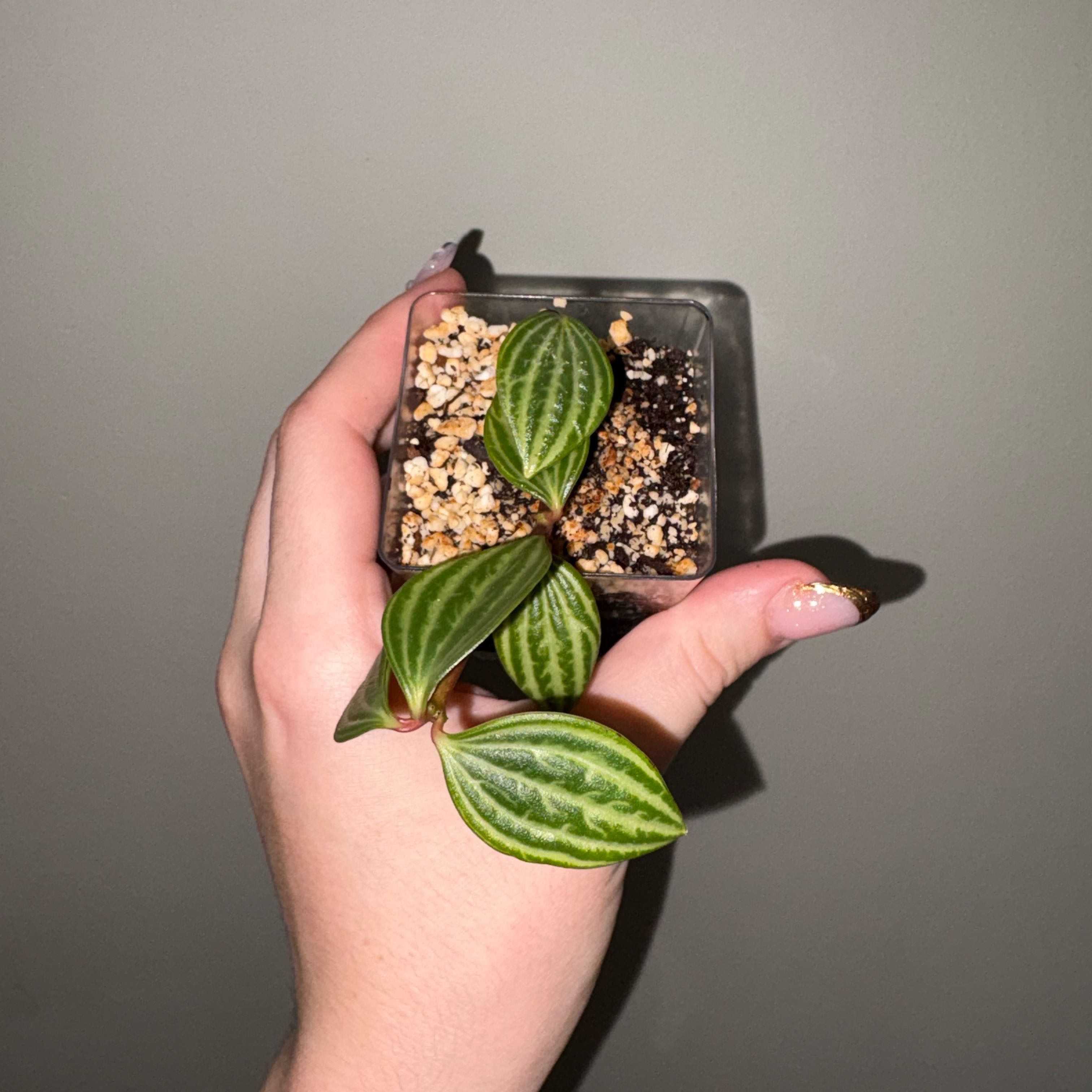 Photo of the plant species Stilt Peperomia by @TrySalad42 named Baby Peperomia Stilt on Greg, the plant care app