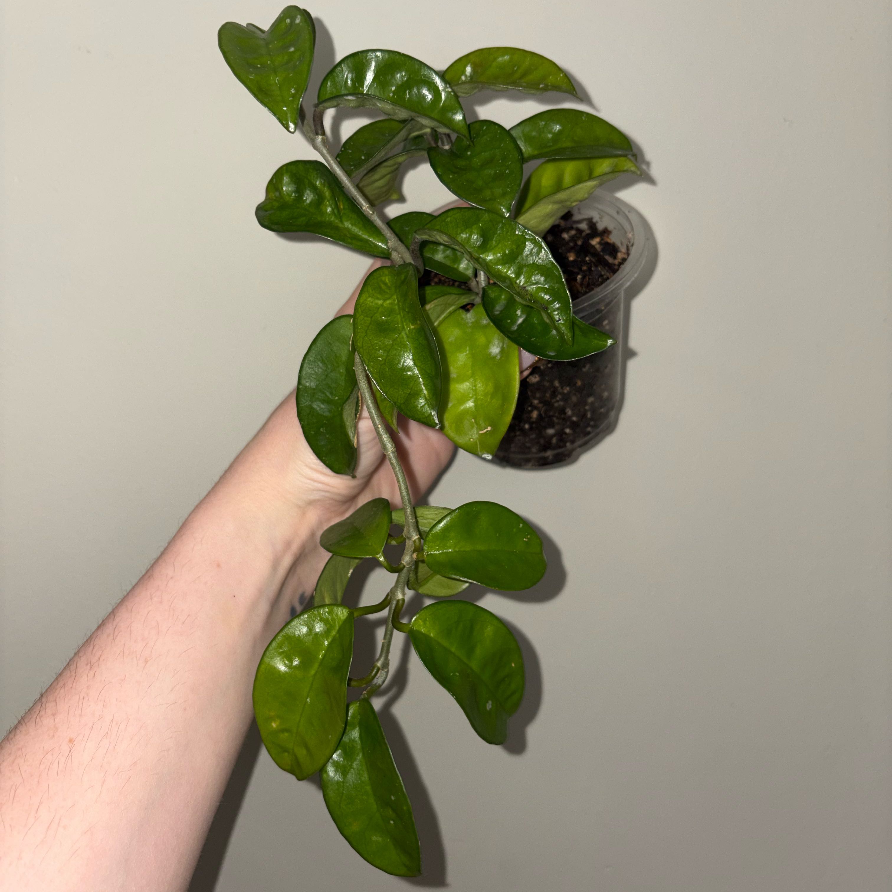Photo of the plant species Hoya Carnosa Krinkle 8 by @TrySalad42 named Hoya Krinkle on Greg, the plant care app
