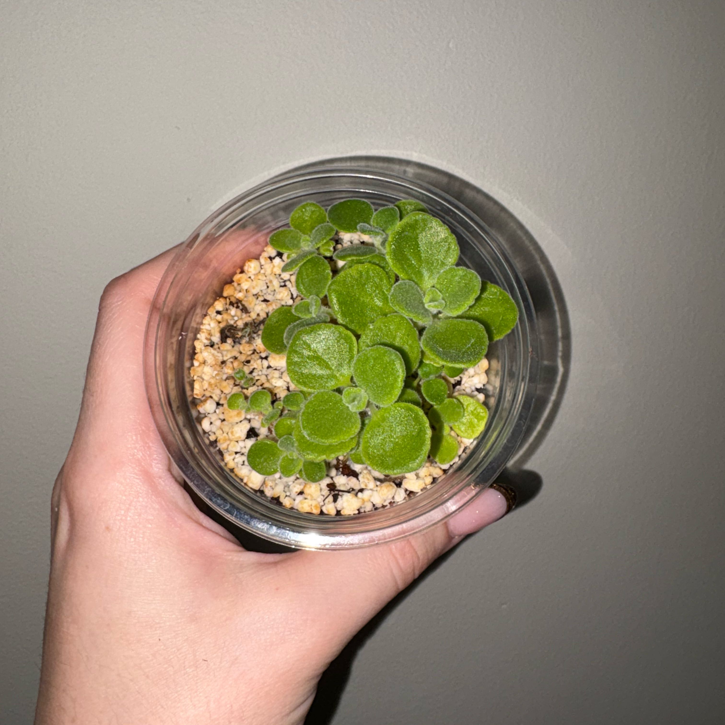 Photo of the plant species Vick's Plant by @TrySalad42 named Vick’s Plant on Greg, the plant care app