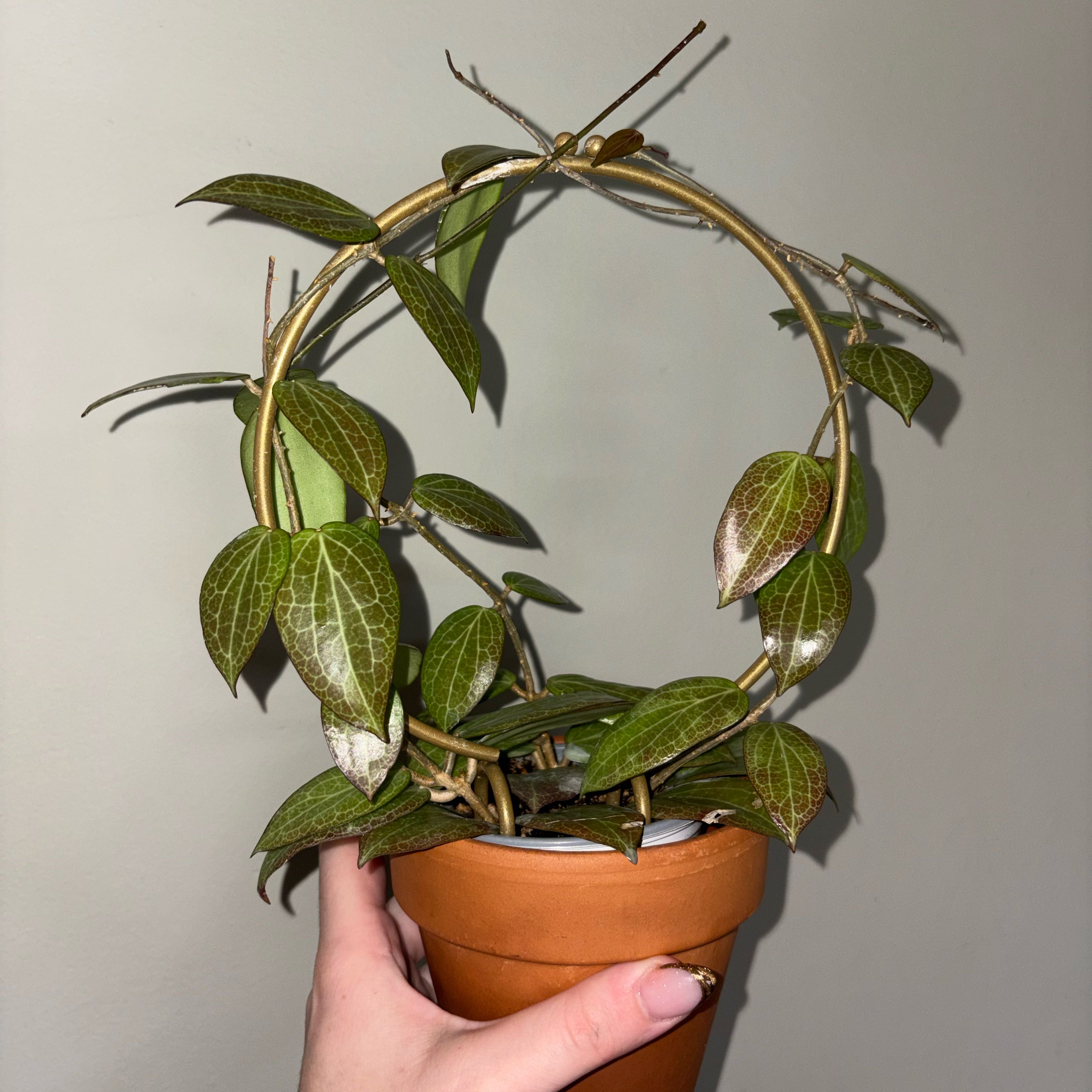Photo of the plant species Hoya fitchii by @TrySalad42 named Hoya Fitchii on Greg, the plant care app