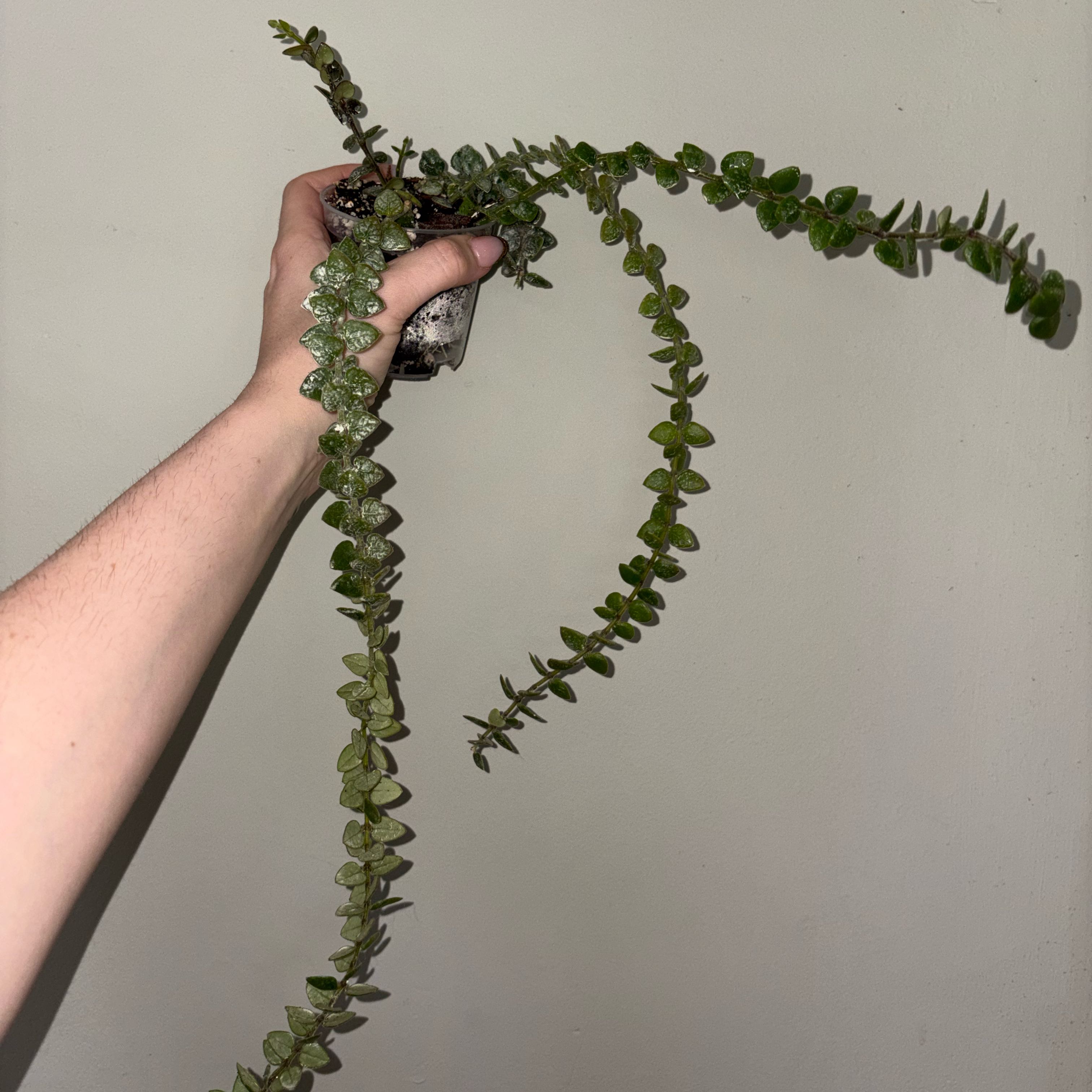 Photo of the plant species Hoya Chinghungensis by @TrySalad42 named Hoya Chinghungensis on Greg, the plant care app