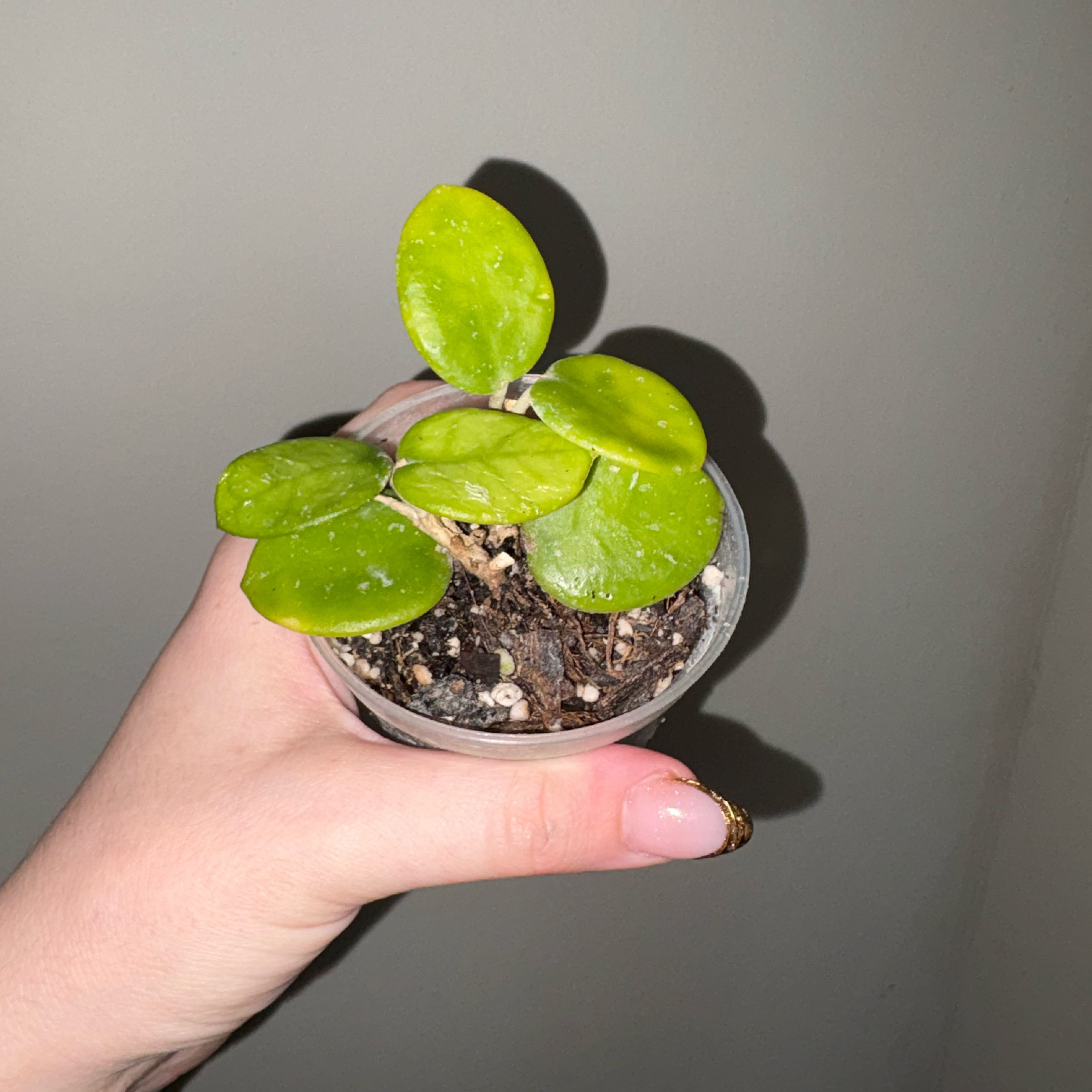 Photo of the plant species Waxplant by @TrySalad42 named Hoya Mathilde Splash on Greg, the plant care app