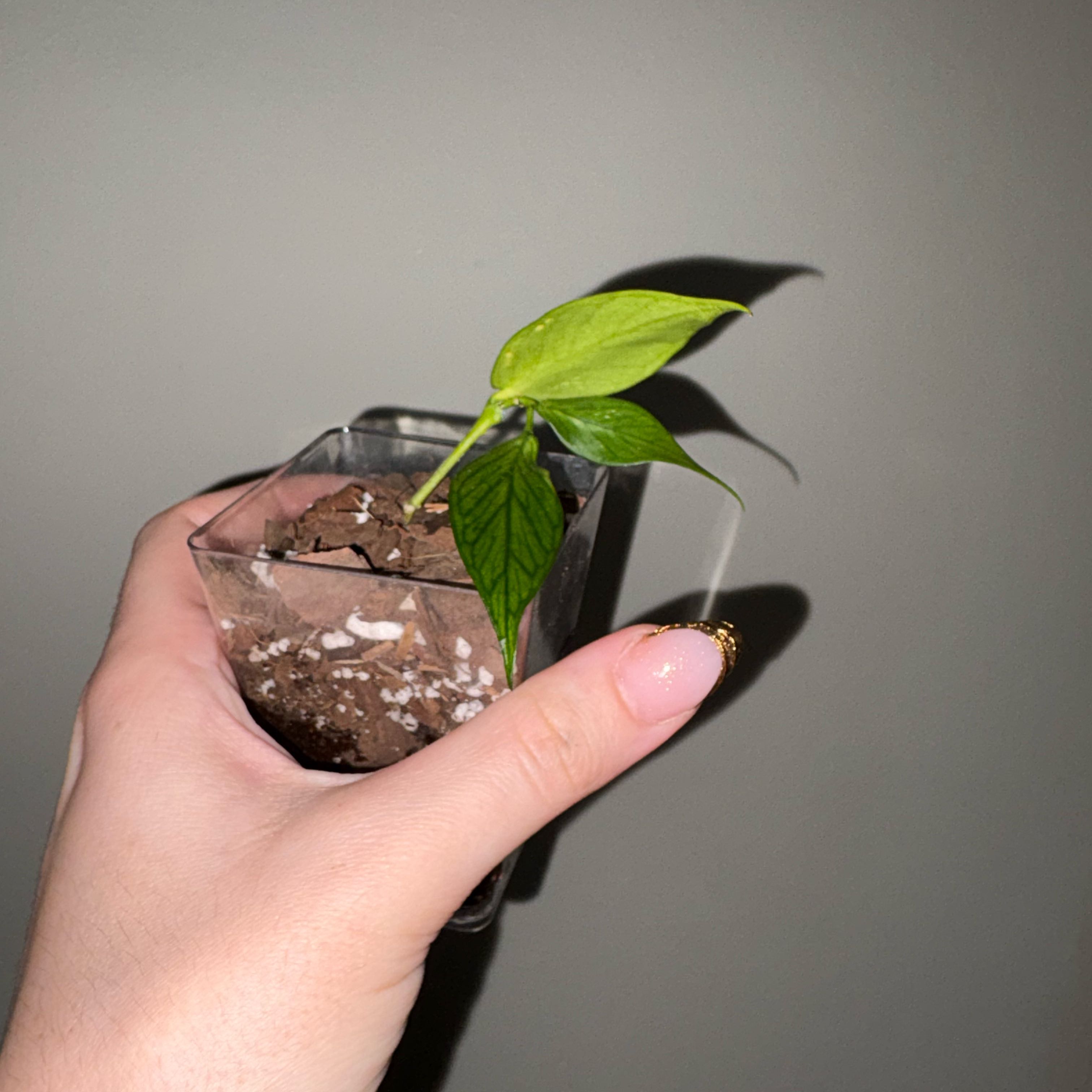 Photo of the plant species Fishtail Hoya by @TrySalad42 named Baby Hoya Polyneura on Greg, the plant care app