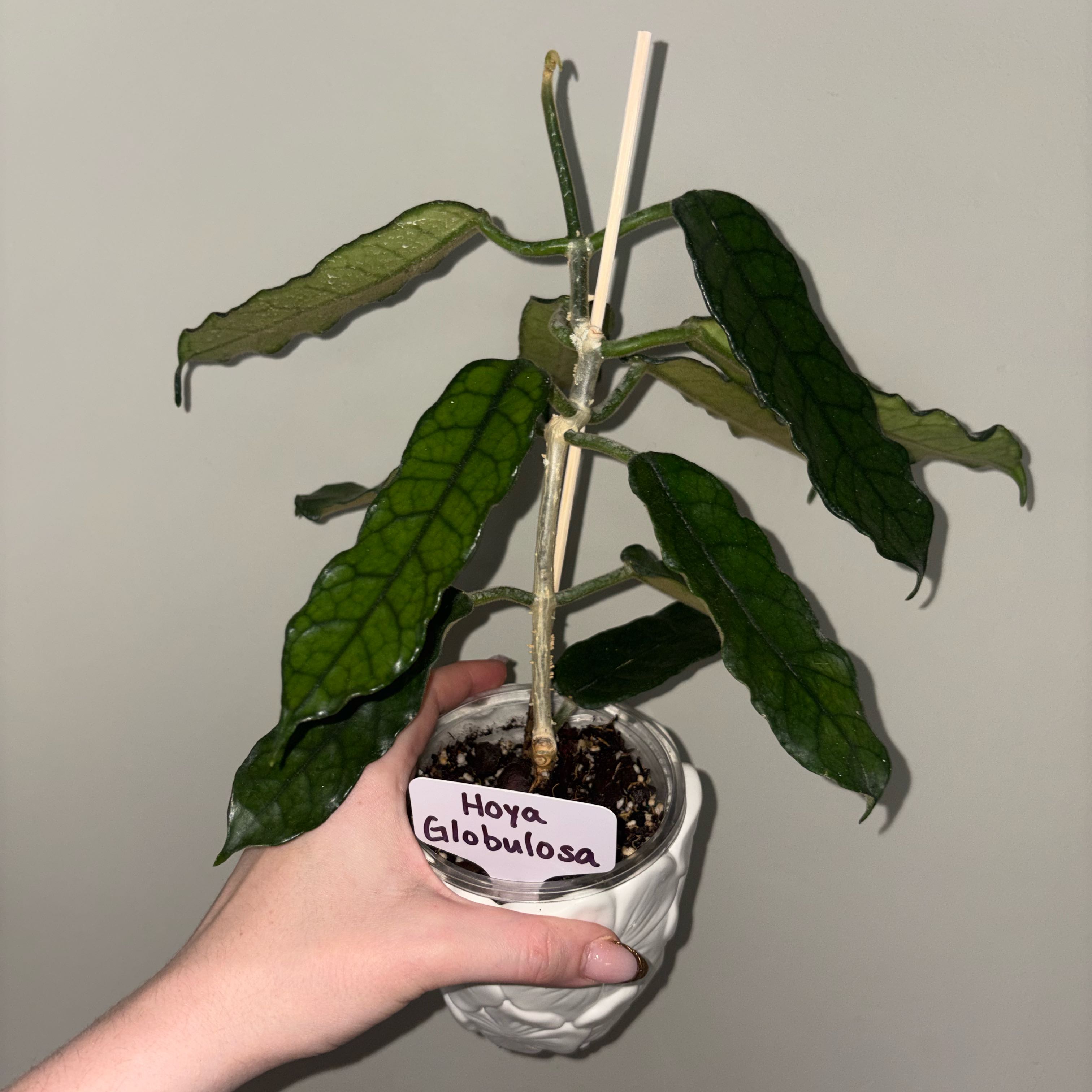 Photo of the plant species Hoya globulosa by @TrySalad42 named Hoya Globulosa on Greg, the plant care app