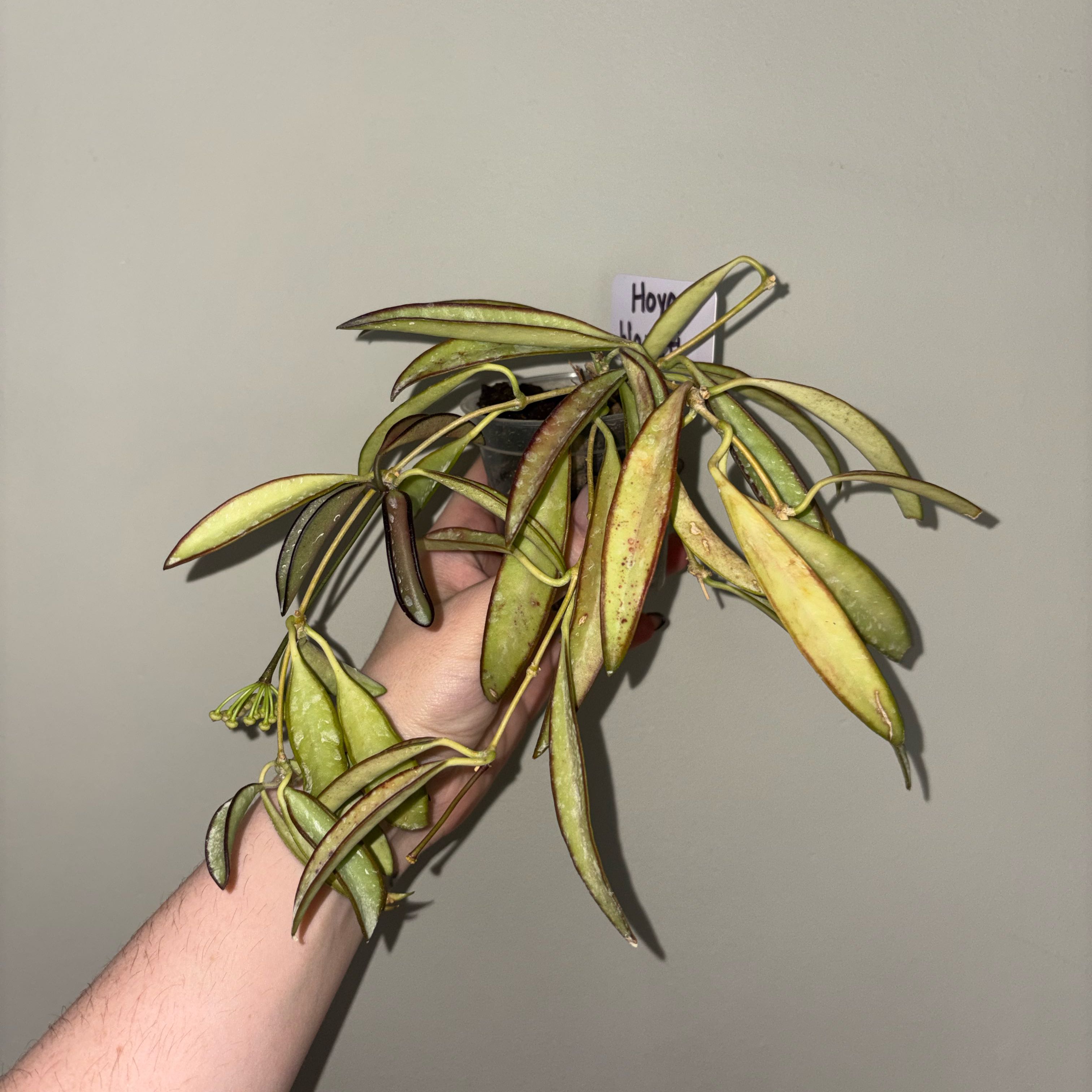 Photo of the plant species Wayetii by @TrySalad42 named Hoya Wayetii on Greg, the plant care app