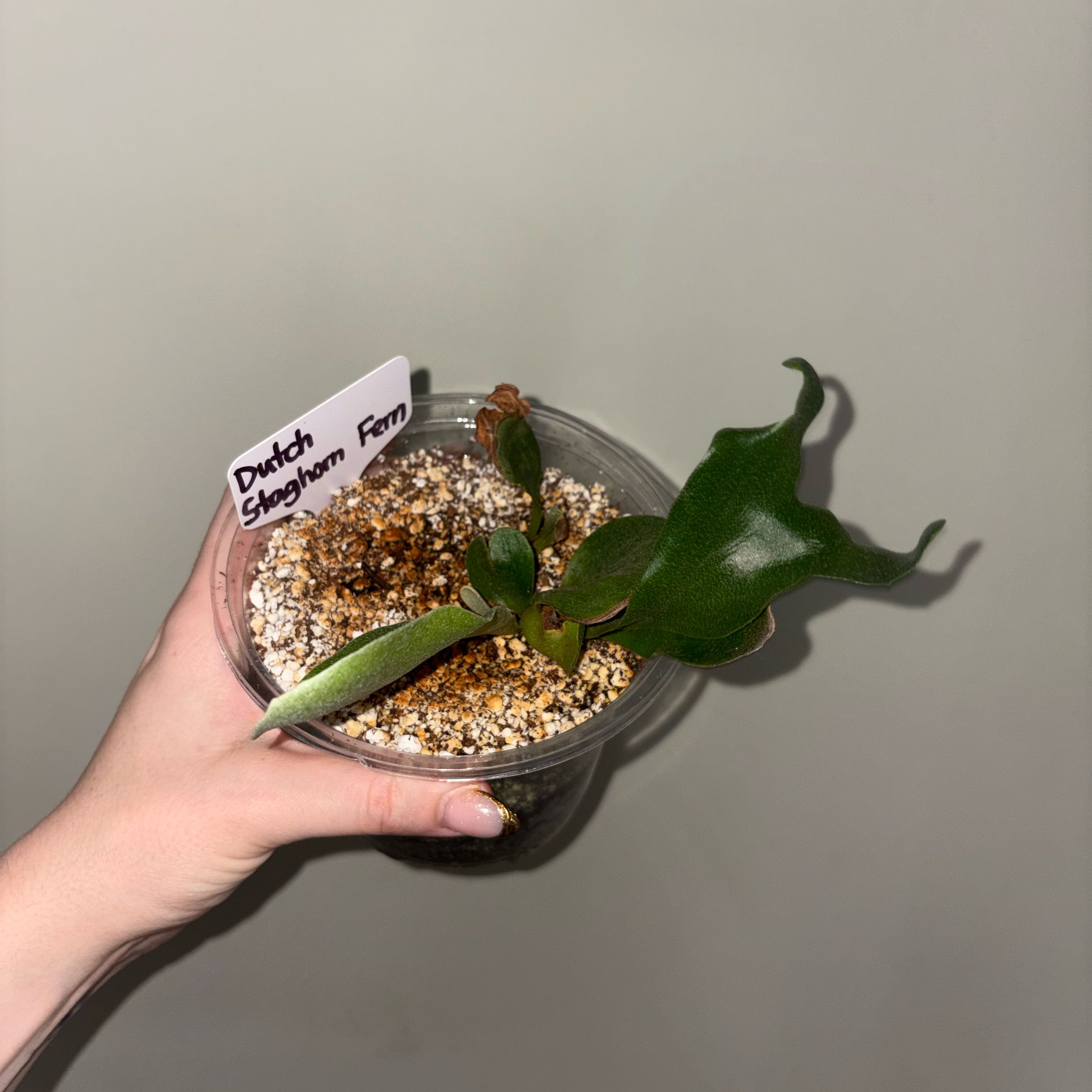 Photo of the plant species Dutch Staghorn Fern by @TrySalad42 named Dutch Staghorn Fern on Greg, the plant care app