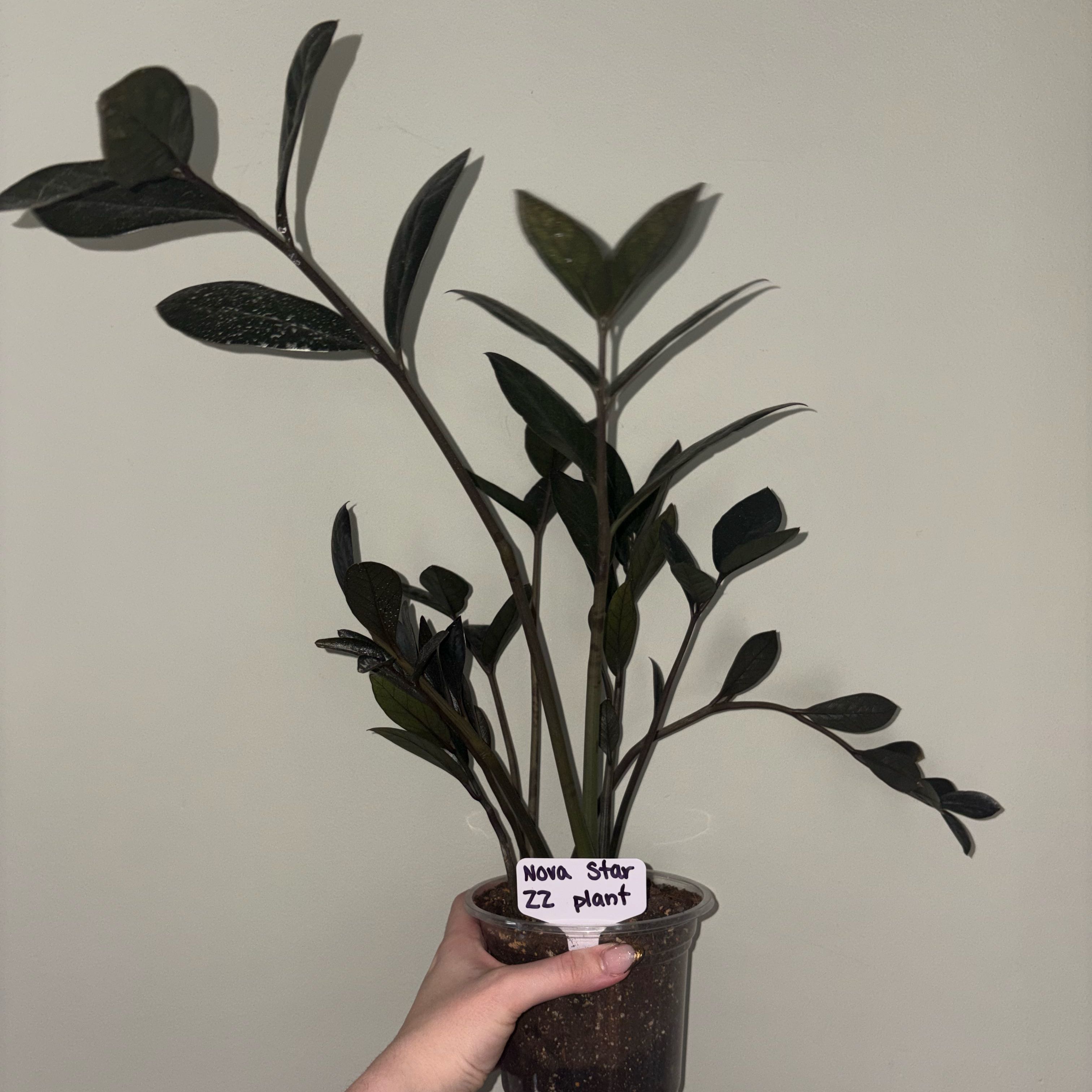 Photo of the plant species Nova Star ZZ Plant by @TrySalad42 named Nova Star ZZ Plant on Greg, the plant care app