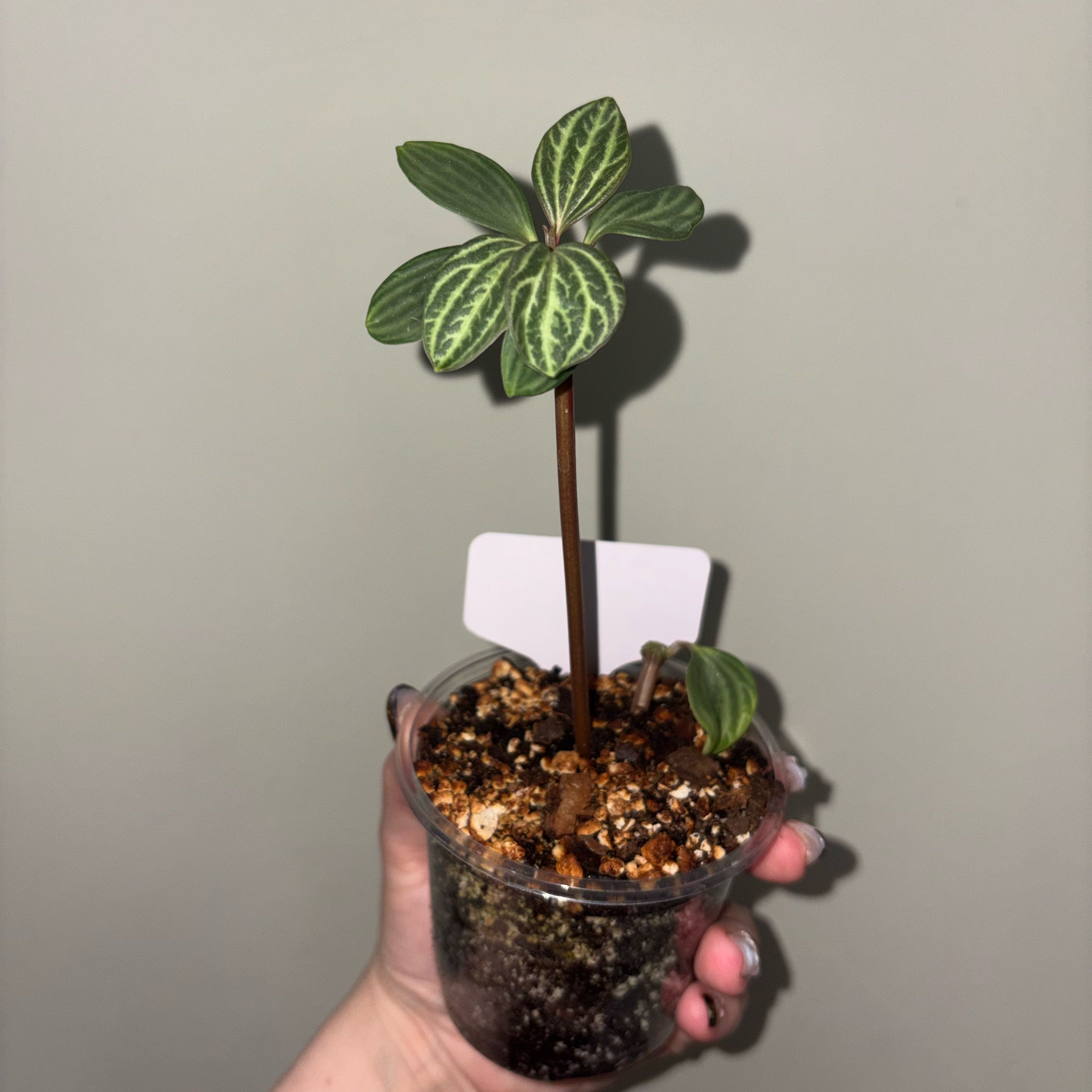 Photo of the plant species Stilt Peperomia by @TrySalad42 named Peperomia Stilt on Greg, the plant care app