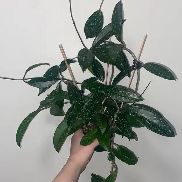 Photo of the plant species Hoya publicalyx 'Royal Hawaiian Purple' by @TrySalad42 named Hoya Royal Hawaiian Purple on Greg, the plant care app