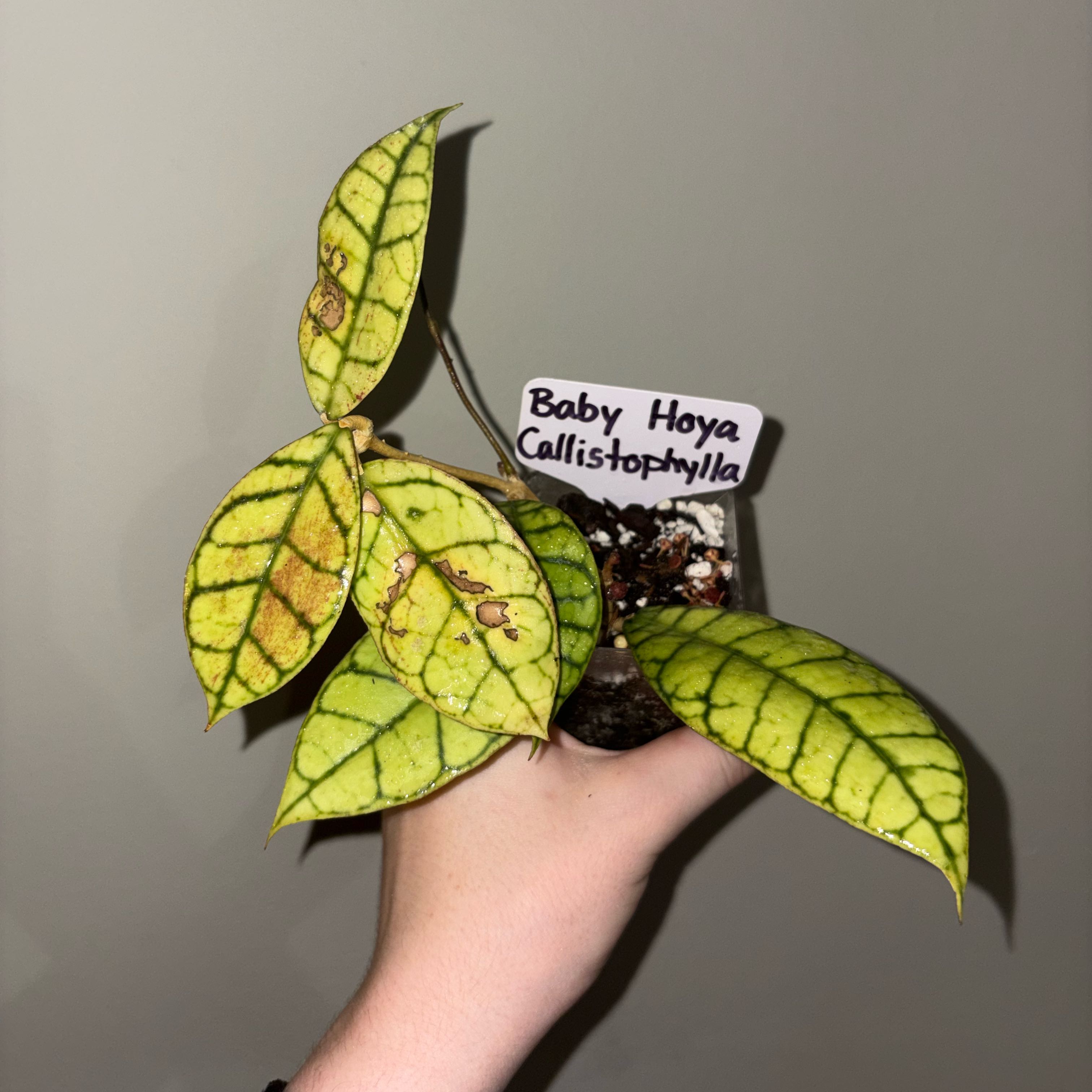 Photo of the plant species Stiff Leafed Hoya by @TrySalad42 named Baby Hoya Callistophylla on Greg, the plant care app