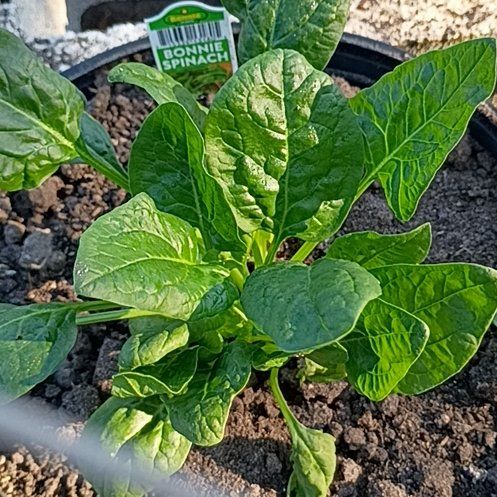 Photo of the plant species Malabar Spinach by @TenableOmnom19 named Osmo on Greg, the plant care app