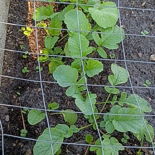 Photo of the plant species Cultivated Radish by @TenableOmnom19 named Figyonce on Greg, the plant care app