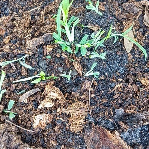 Photo of the plant species Upright Rosemary by @TenableOmnom19 named Nemo on Greg, the plant care app