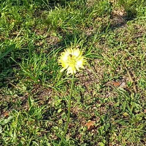 Photo of the plant species Rock Dandelion by @TenableOmnom19 named Apollo on Greg, the plant care app