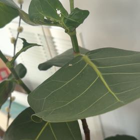 Photo of the plant species Sodom Apple by @DaintyOricad14 named Athena on Greg, the plant care app