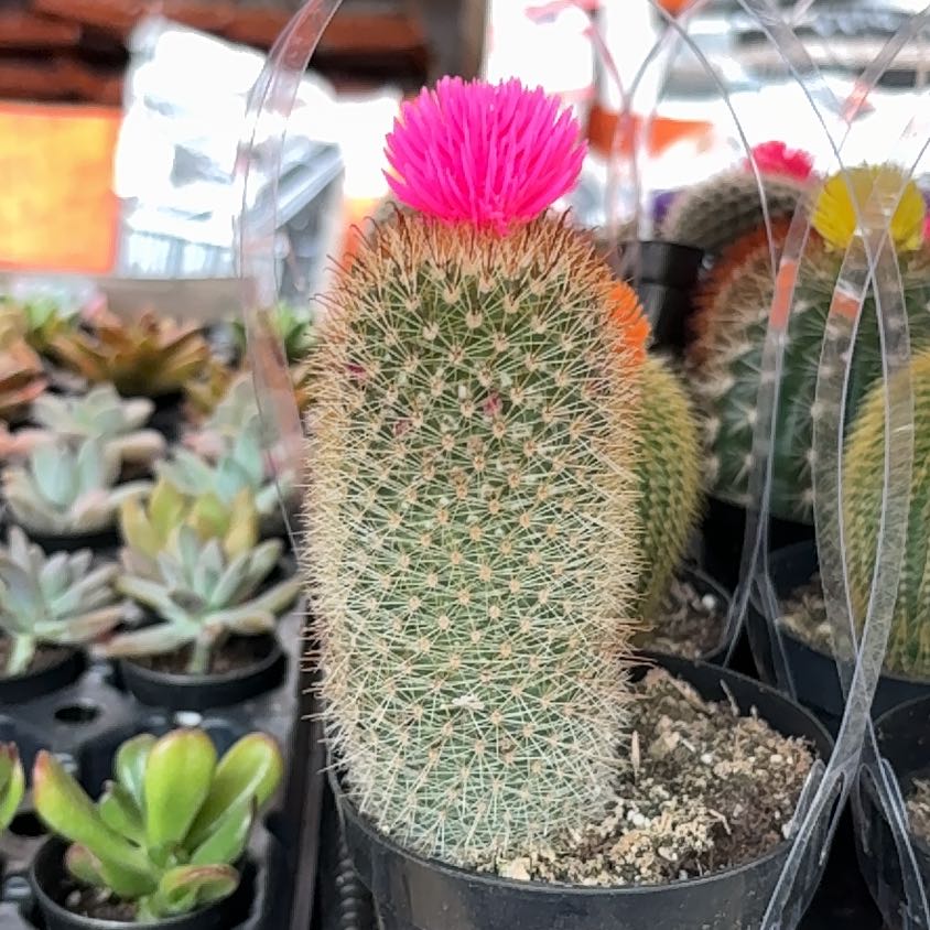 Photo of the plant species Fire Barrel Cactus by @BeamingBibi95 named Dax on Greg, the plant care app