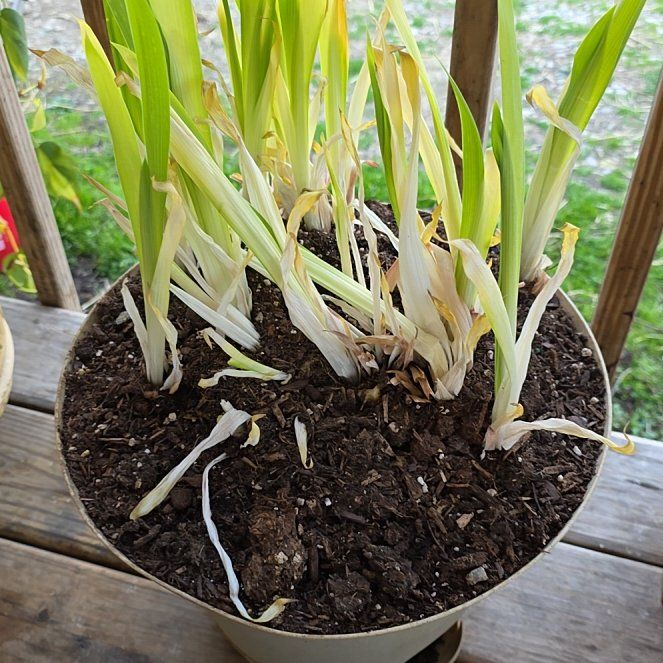 Photo of the plant species Sea Daffodil by @ProCowslip18 named Michelle Branch on Greg, the plant care app