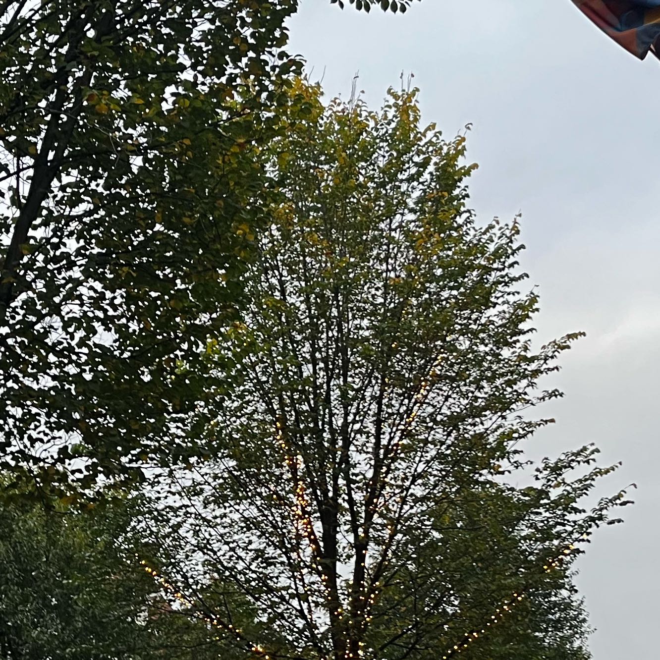 Photo of the plant species Brown Birch by @BuffRedrose71 named Stella on Greg, the plant care app