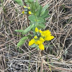 Photo of the plant species Dalmatian Toadflax by @RenownedTule named Gregarious on Greg, the plant care app